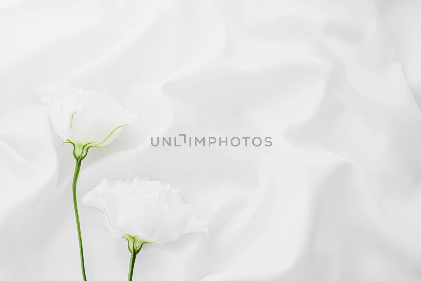 White rose flowers on silk fabric as bridal flatlay background, wedding invitation and holiday branding, flat lay design by Anneleven