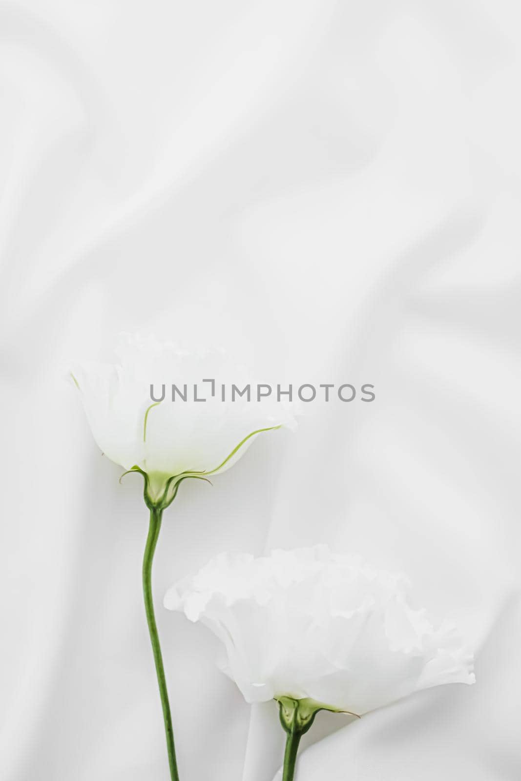 White rose flowers on silk fabric as bridal flatlay background, wedding invitation and holiday branding, flat lay design concept