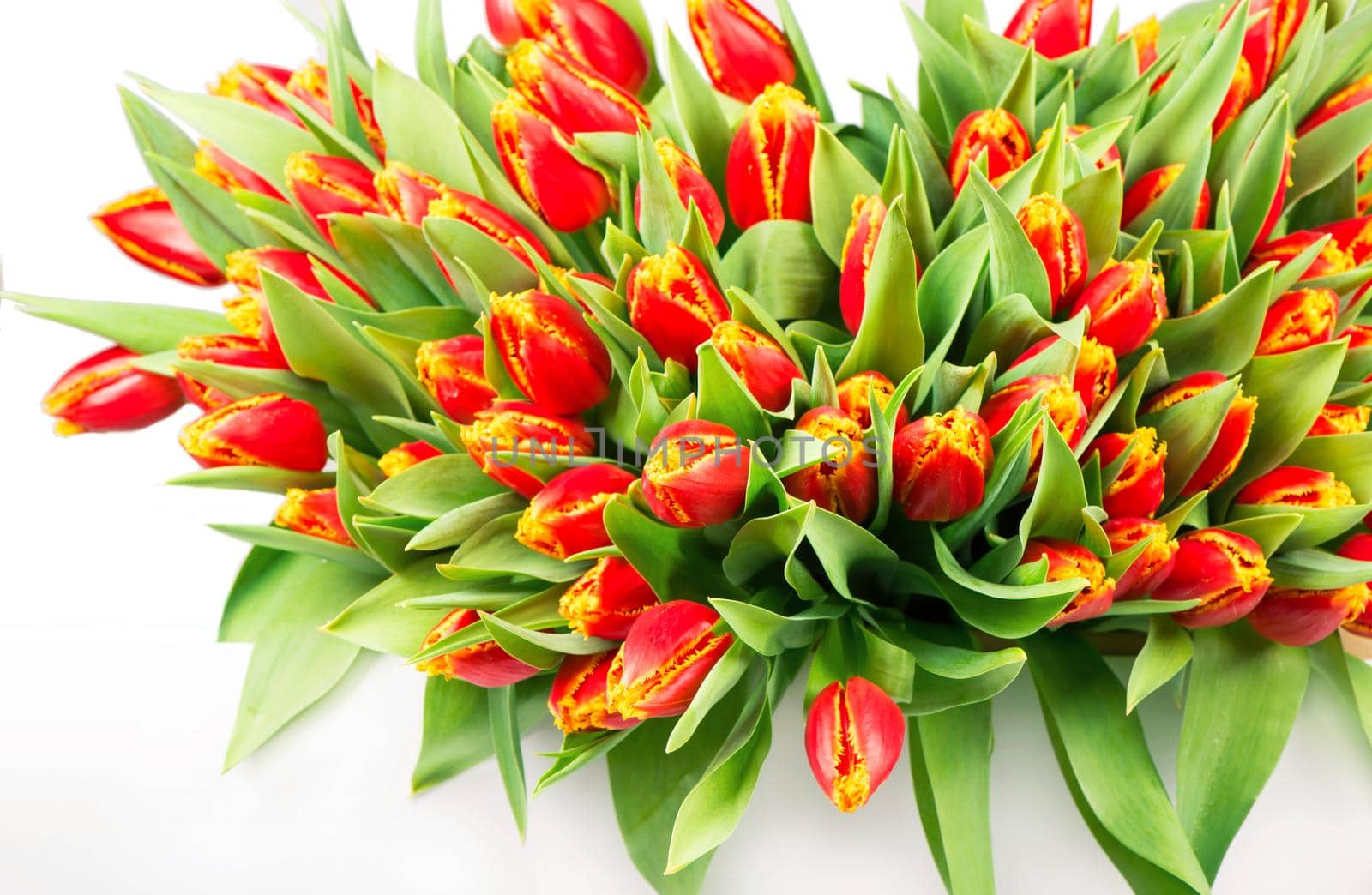 large bouquet of red tulips on a white background