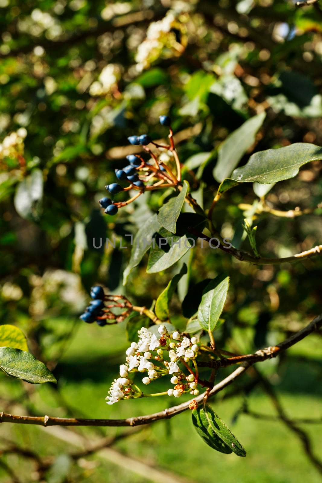 Clusters of white flowers of viburnum plant and blue oval fruits