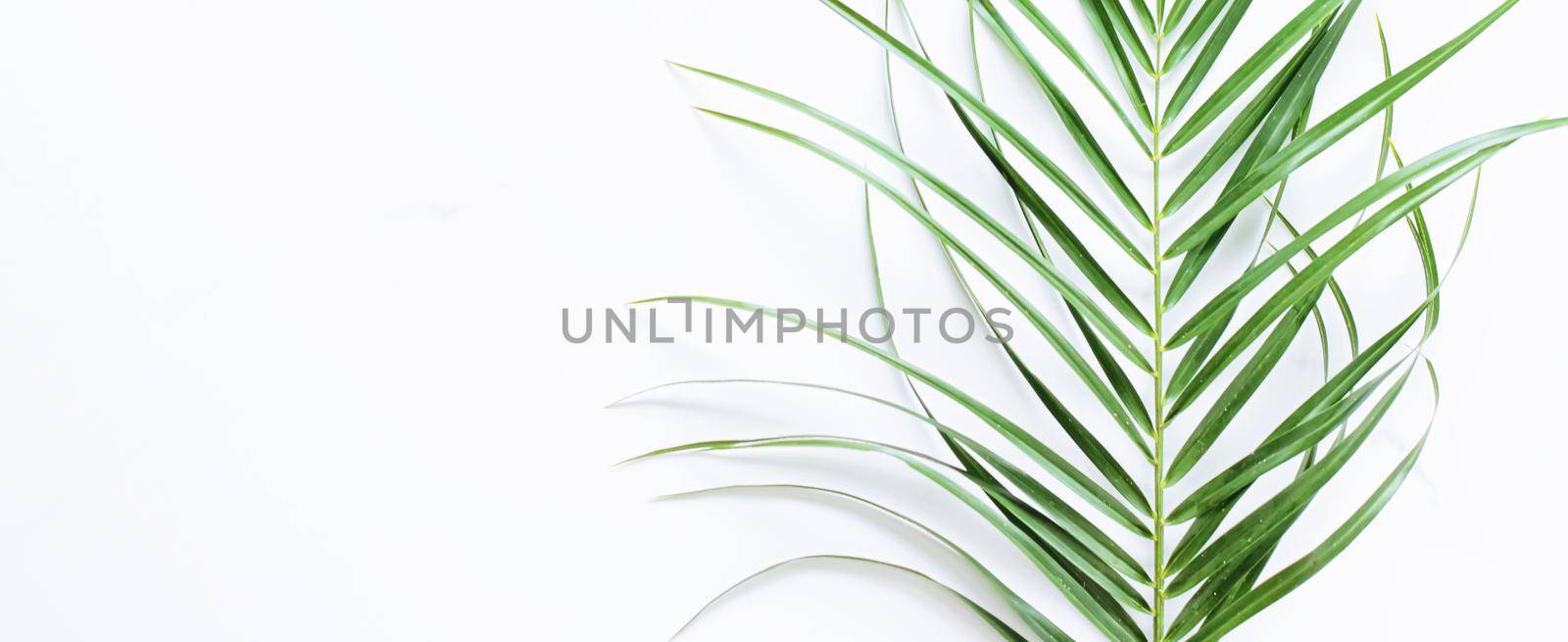 Green exotic leaf on white marble background, luxury branding flat lay and brand identity design for mockup by Anneleven