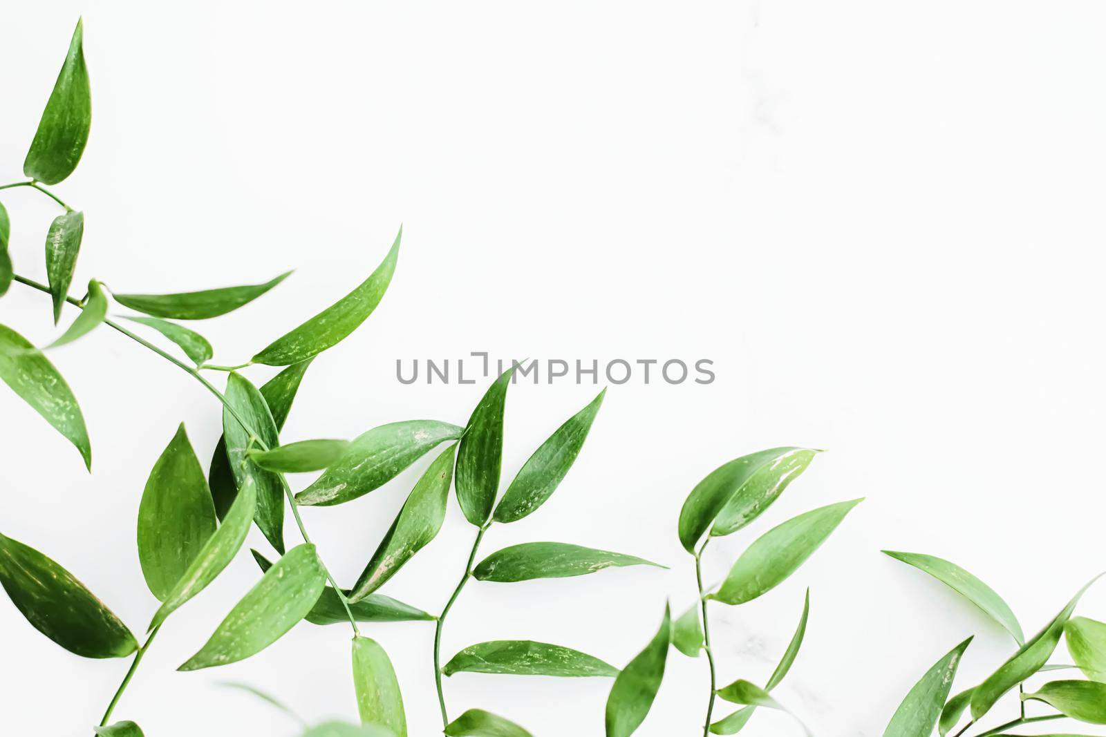 Green leaves on white background as botanical frame flatlay, eco design and spring nature flat lay concept