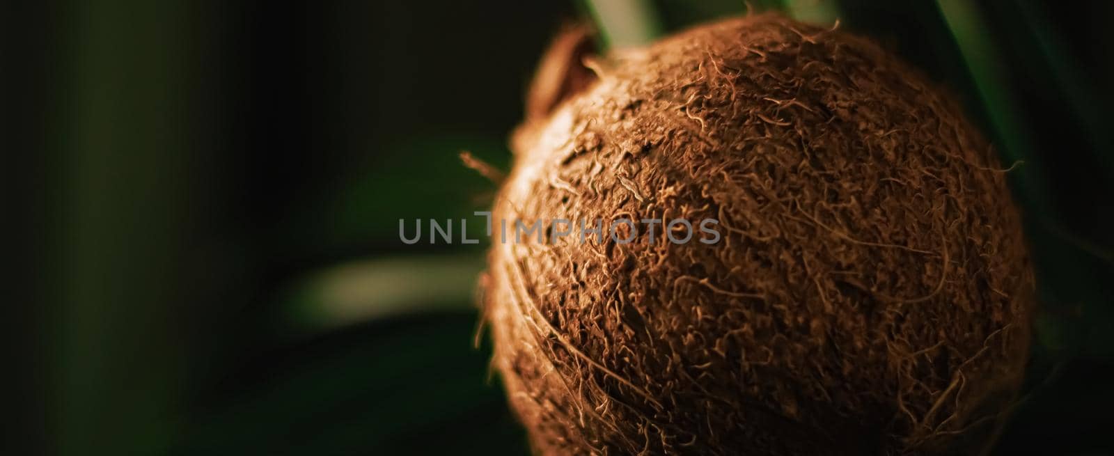 Coconut and green exotic leaf on dark background, food and nature closeup