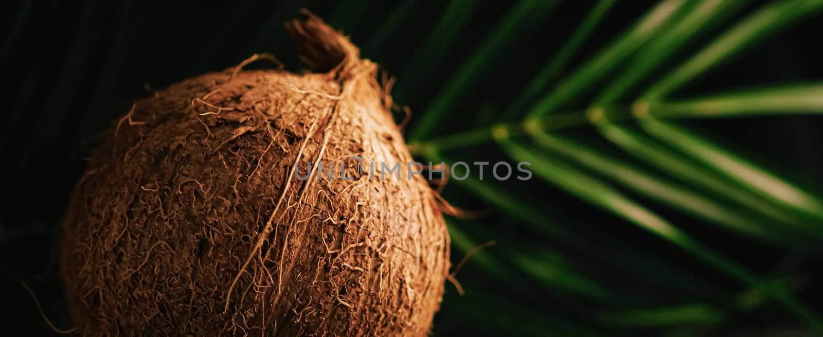 Coconut and green exotic leaf on dark background, food and nature closeup