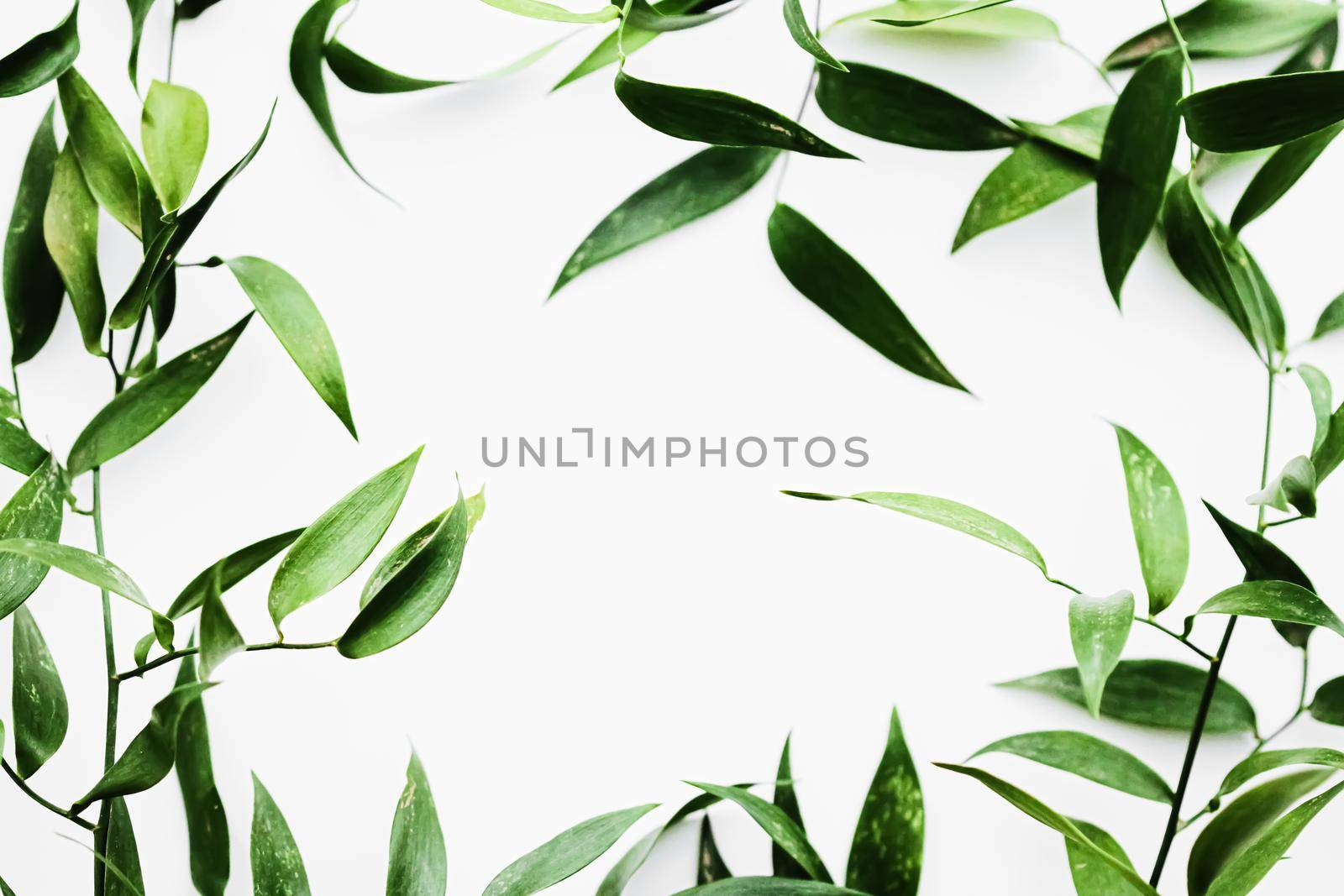 Green leaves on white background as botanical frame flatlay, eco design and spring nature flat lay concept