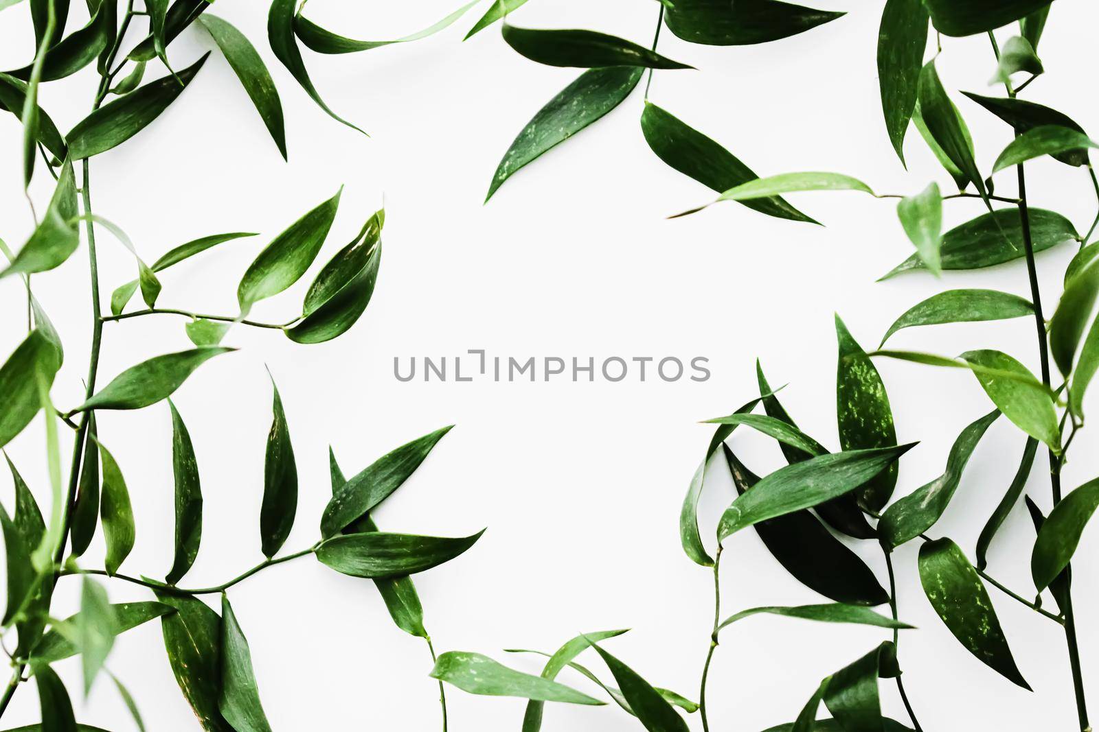 Green leaves on white background as botanical frame flatlay, eco design and spring nature flat lay concept