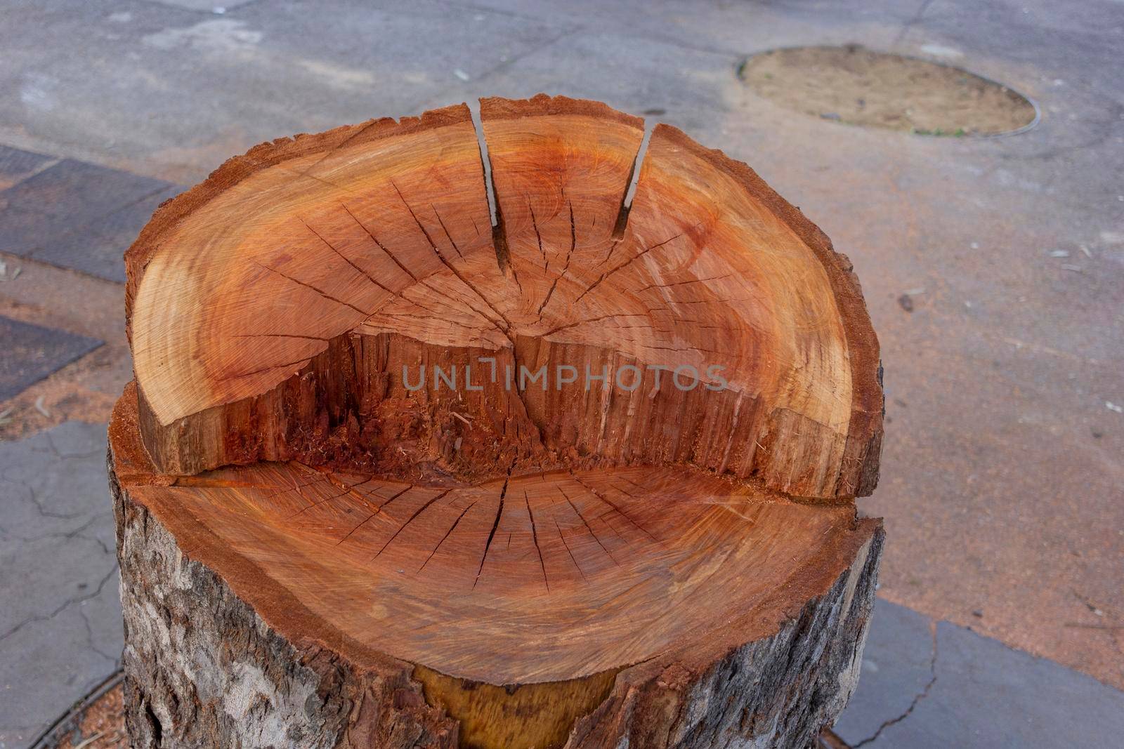 Newly cut tree in one of the streets of Barcelona in Spain. Platanus × acerifolia species