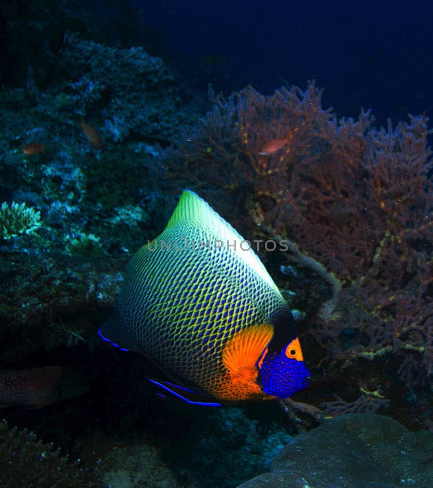 Beautiful places in Raja Ampat