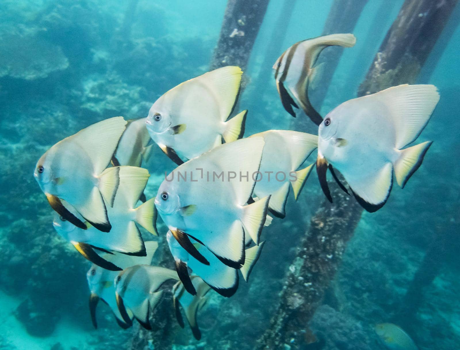 Beautiful pictures of  Raja Ampat by TravelSync27