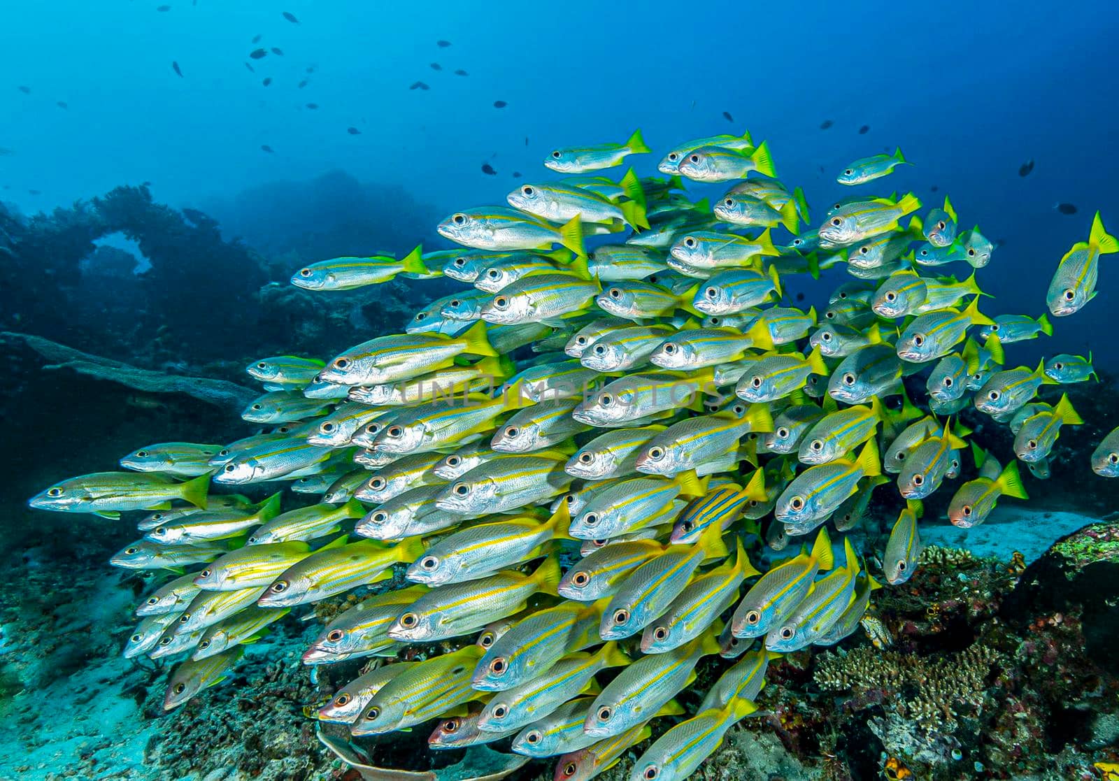 Beautiful pictures of  Raja Ampat by TravelSync27