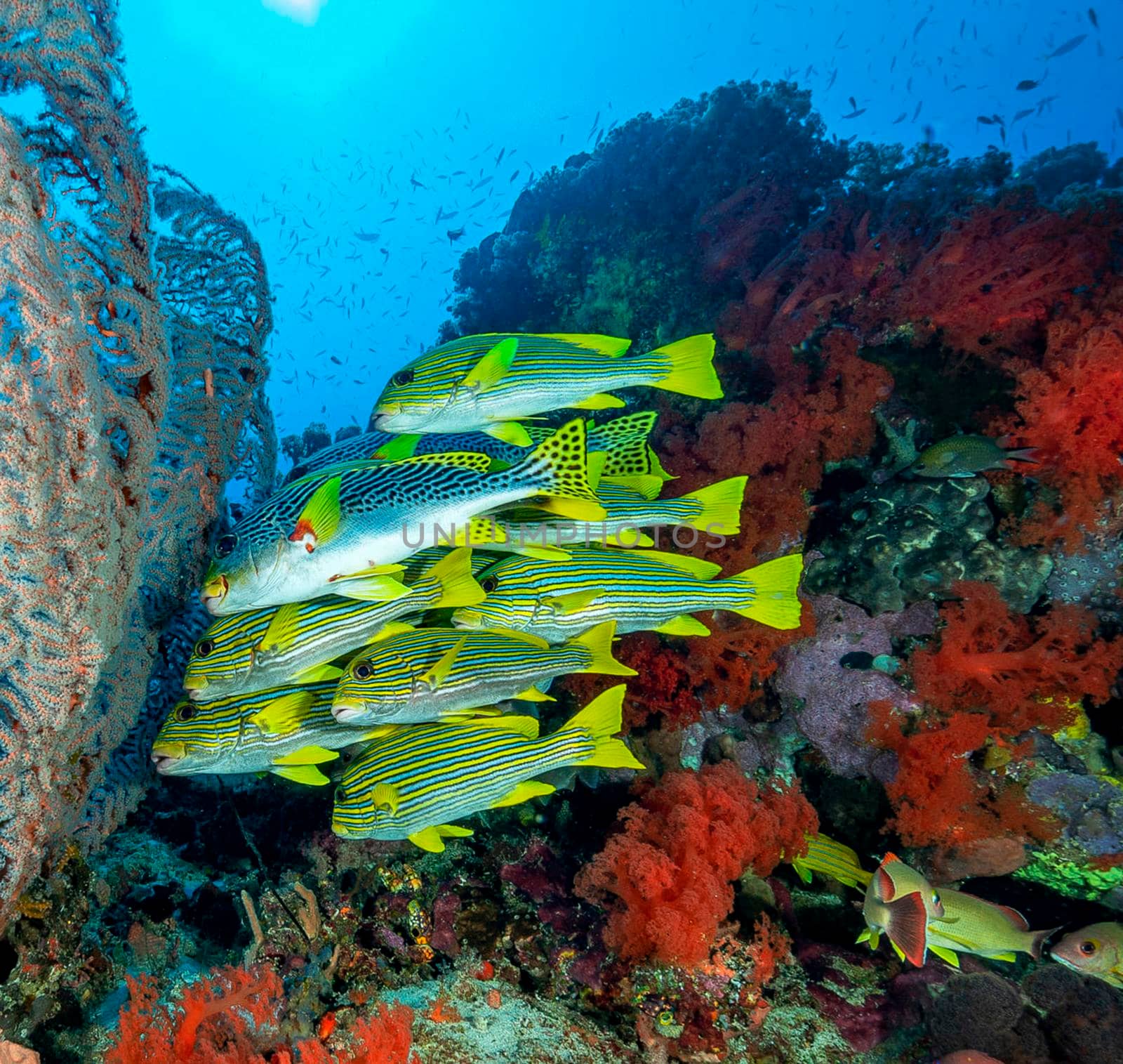 Beautiful Raja Ampat