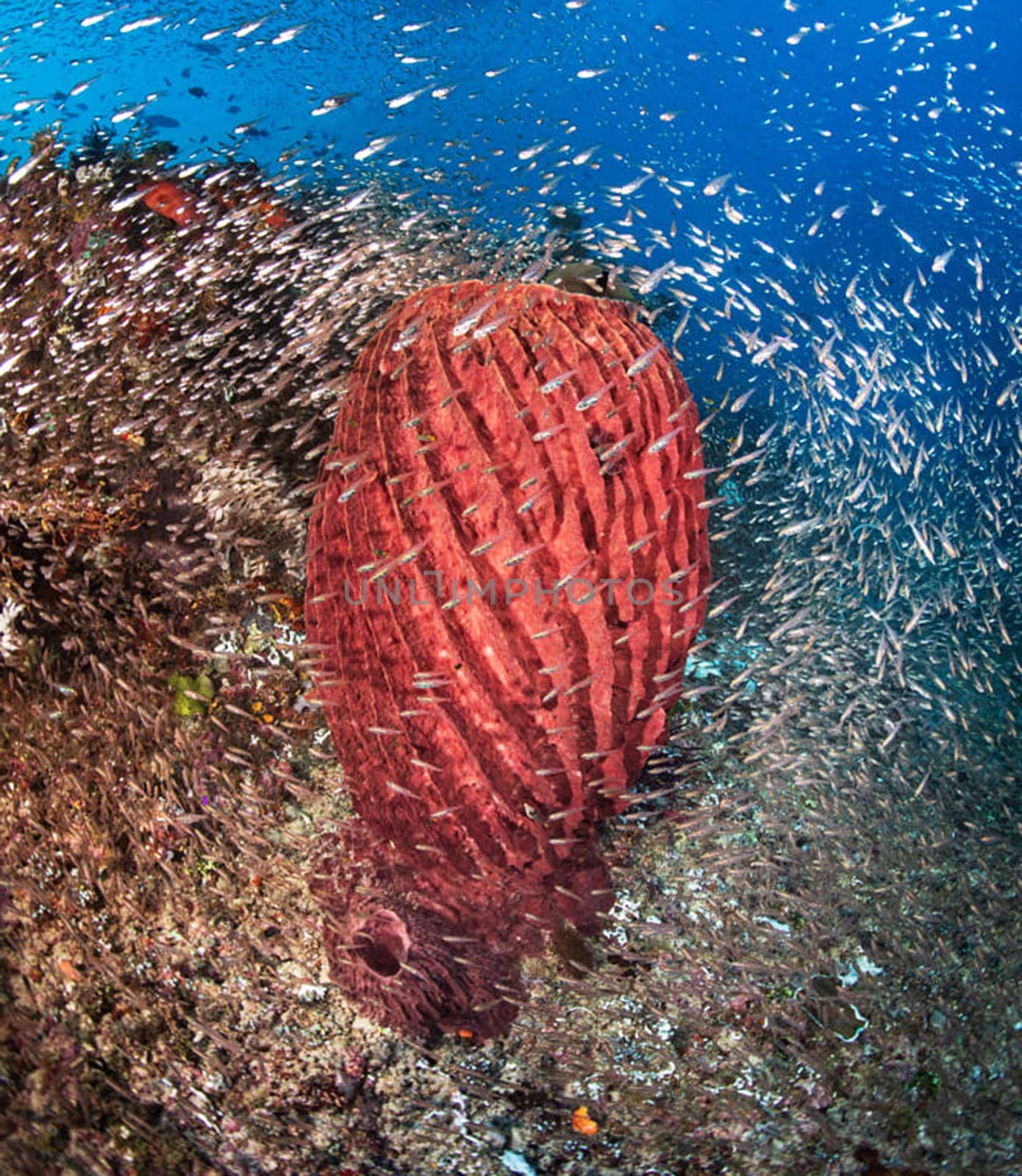 Beautiful Raja Ampat