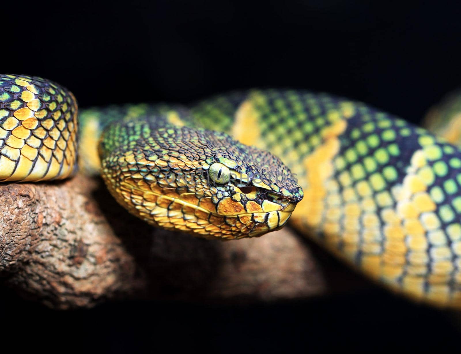 Creative pictures of Snake