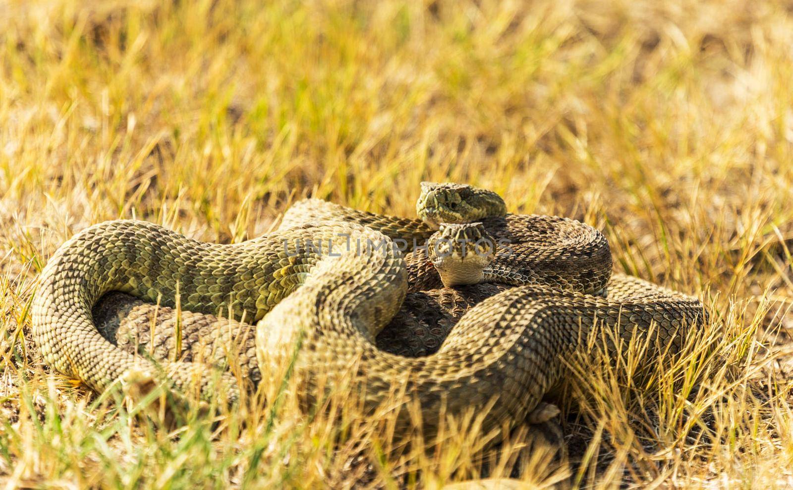 Snake pictures