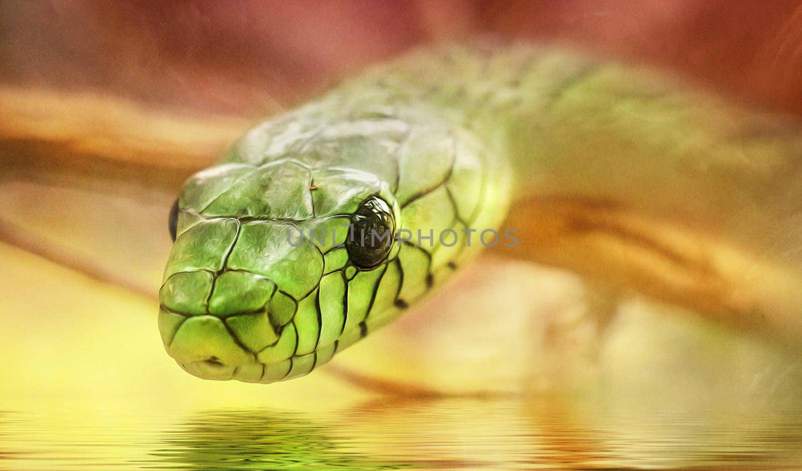 Snake pictures