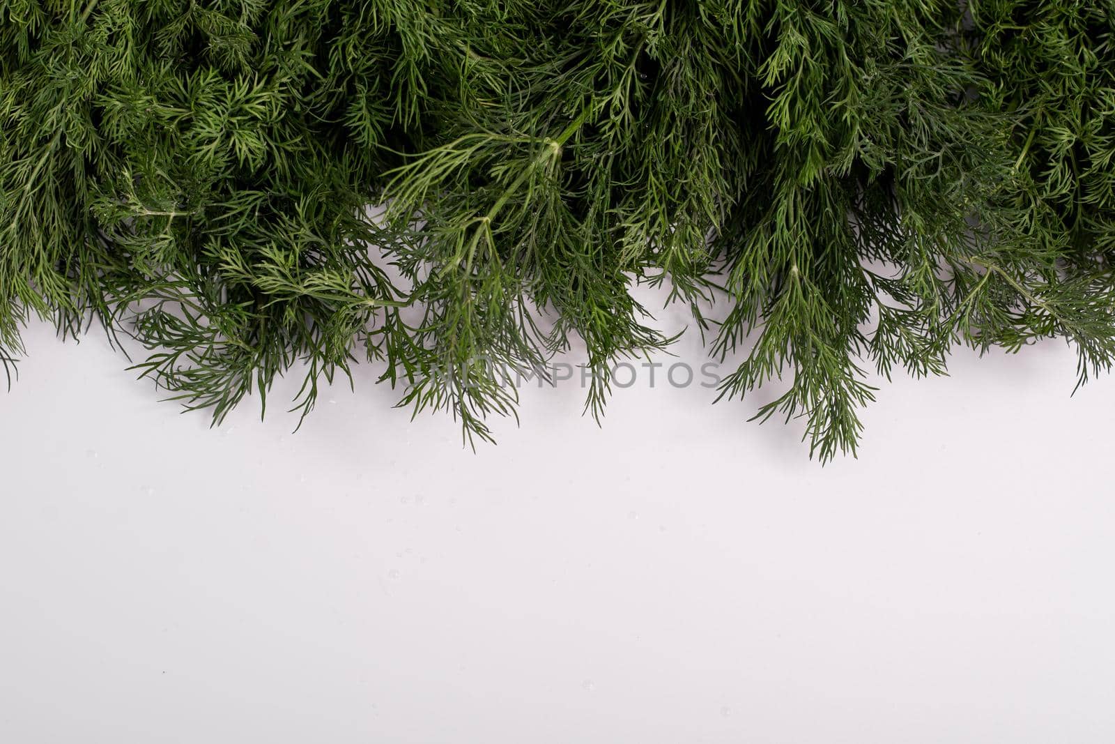 Fresh green dill with a place for the inscription. On a white background