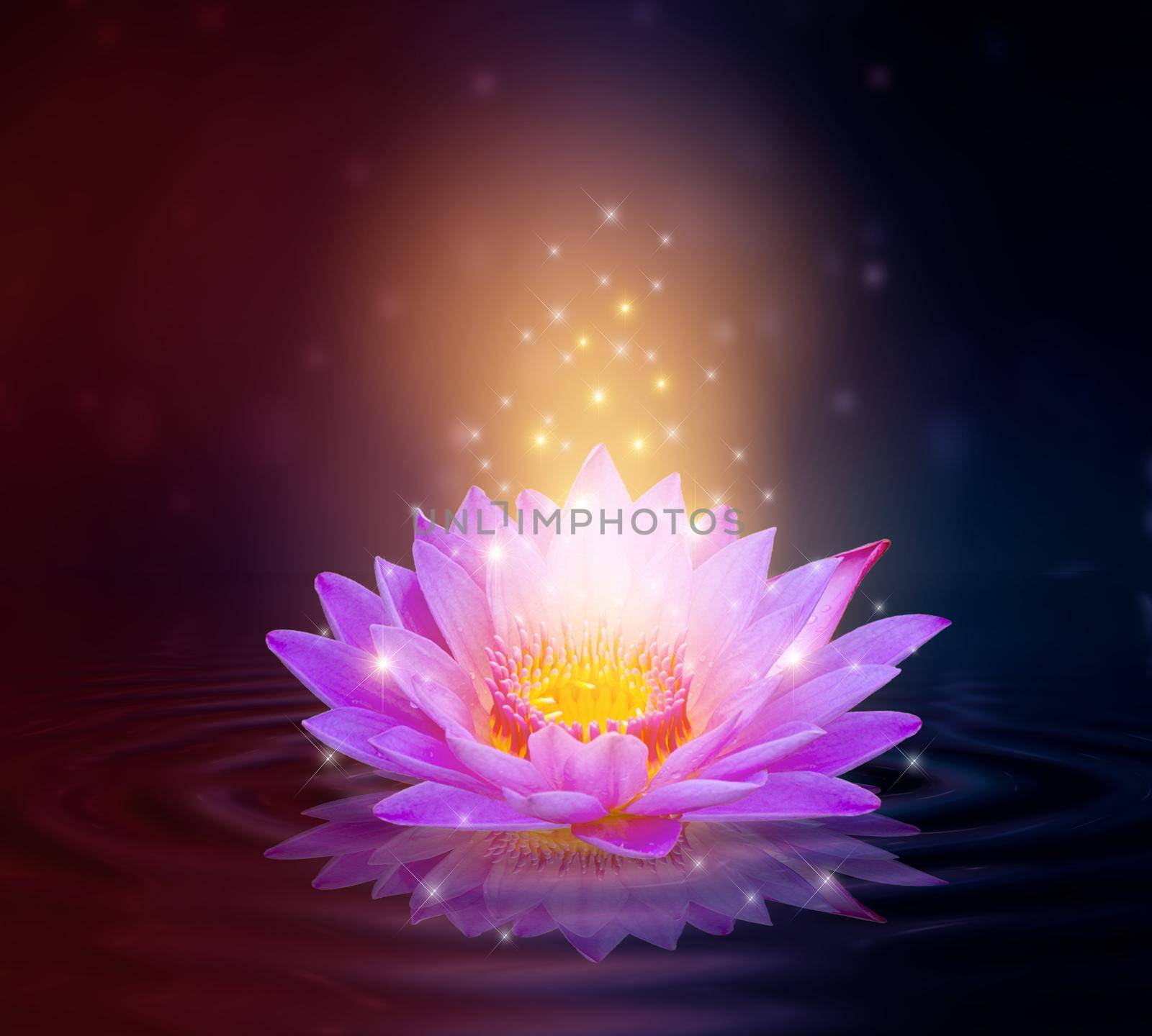 lotus Pink light purple floating light sparkle purple background by sarayut_thaneerat