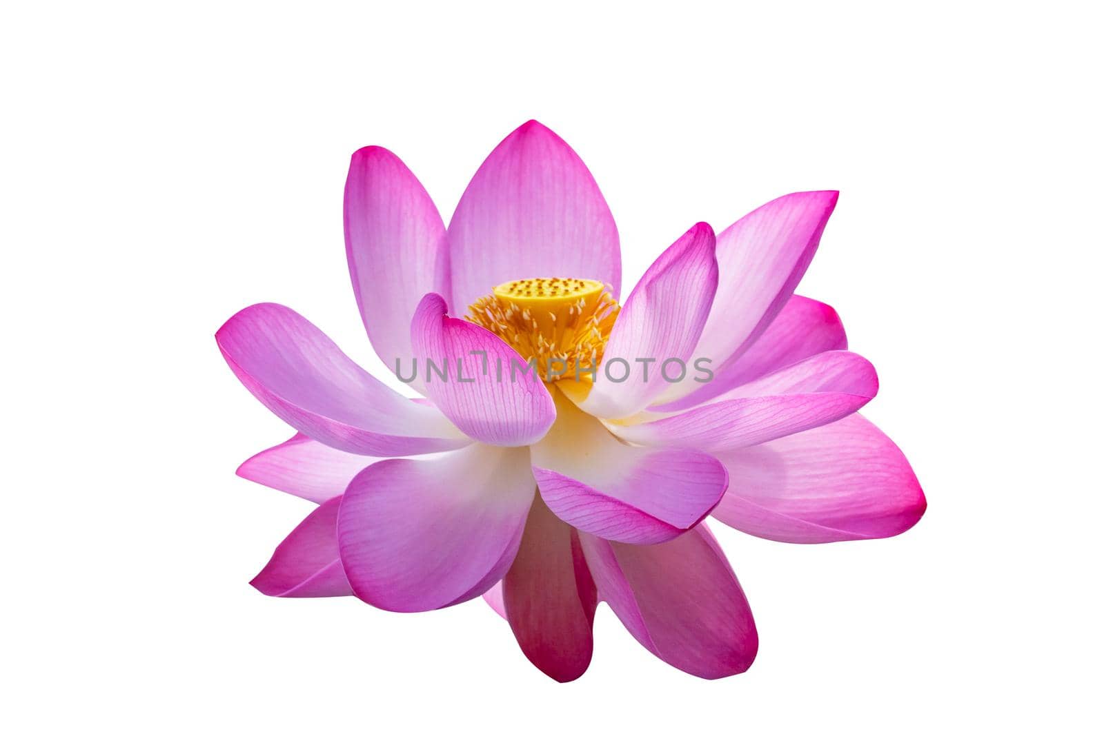 lotus Pink Isolate White flowers bloom by sarayut_thaneerat