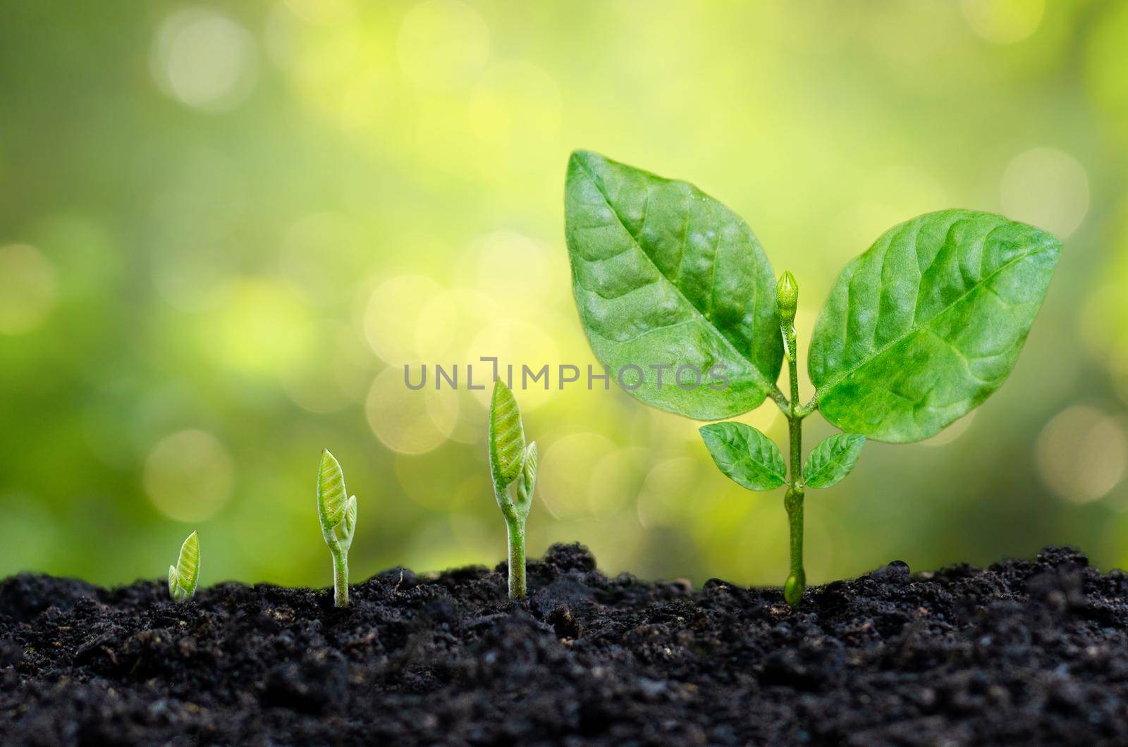 tree sapling hand planting sprout in soil with sunset close up male hand planting young tree over green background