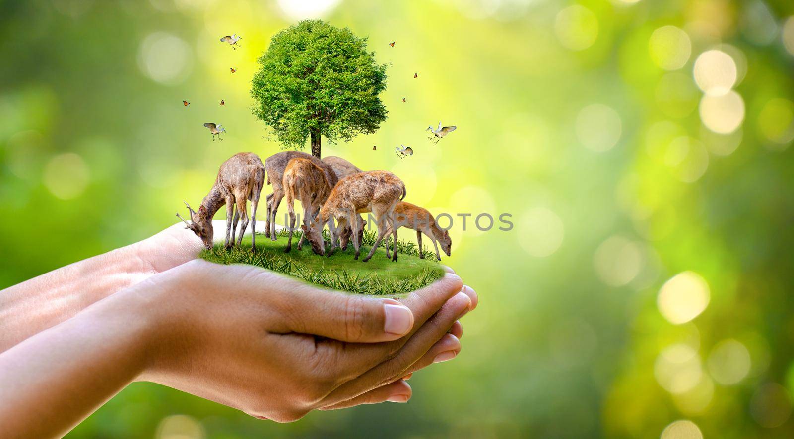 Concept Nature reserve conserve Wildlife reserve tiger Deer Global warming Food Loaf Ecology Human hands protecting the wild and wild animals tigers deer, trees in the hands green background Sun light by sarayut_thaneerat