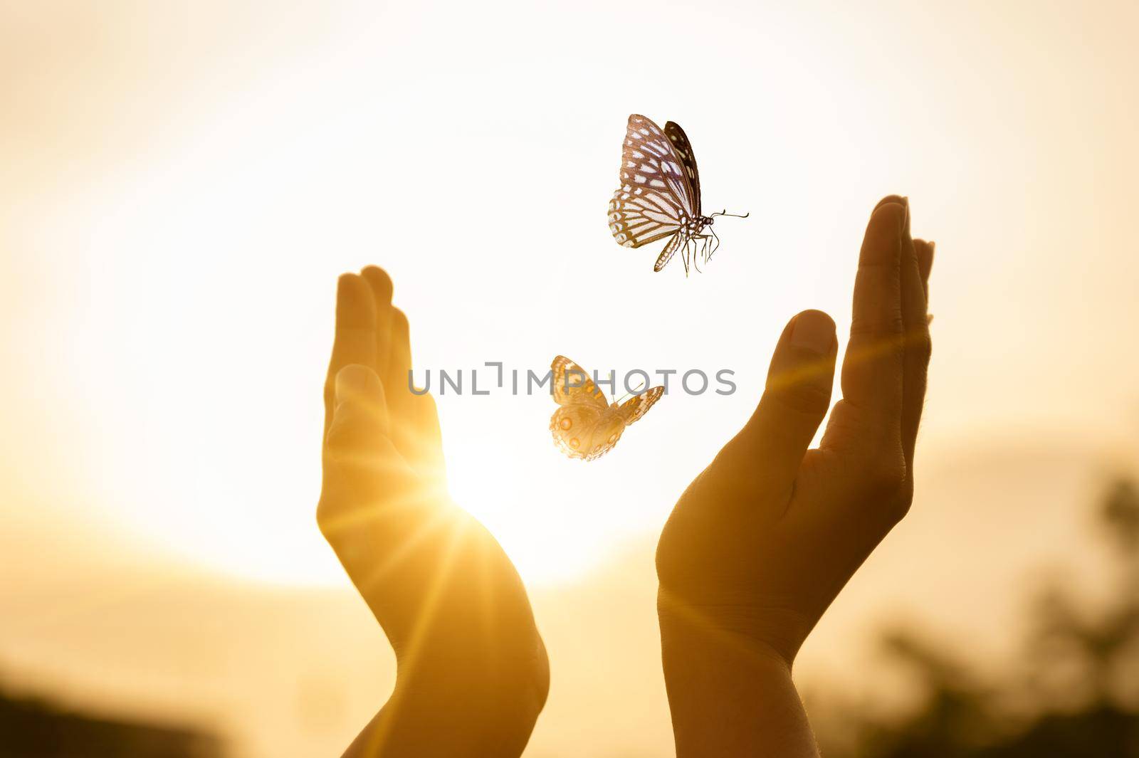 The girl frees the butterfly from  moment Concept of freedom by sarayut_thaneerat