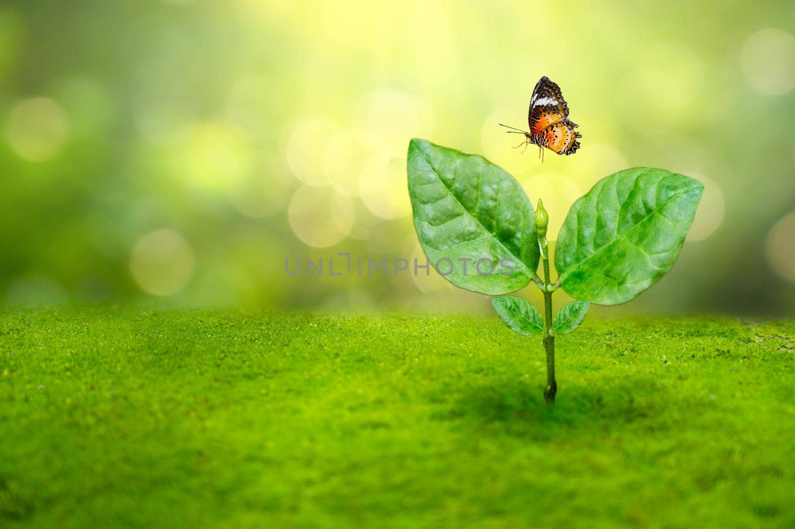 Planting seedlings young plant in the morning light on nature background