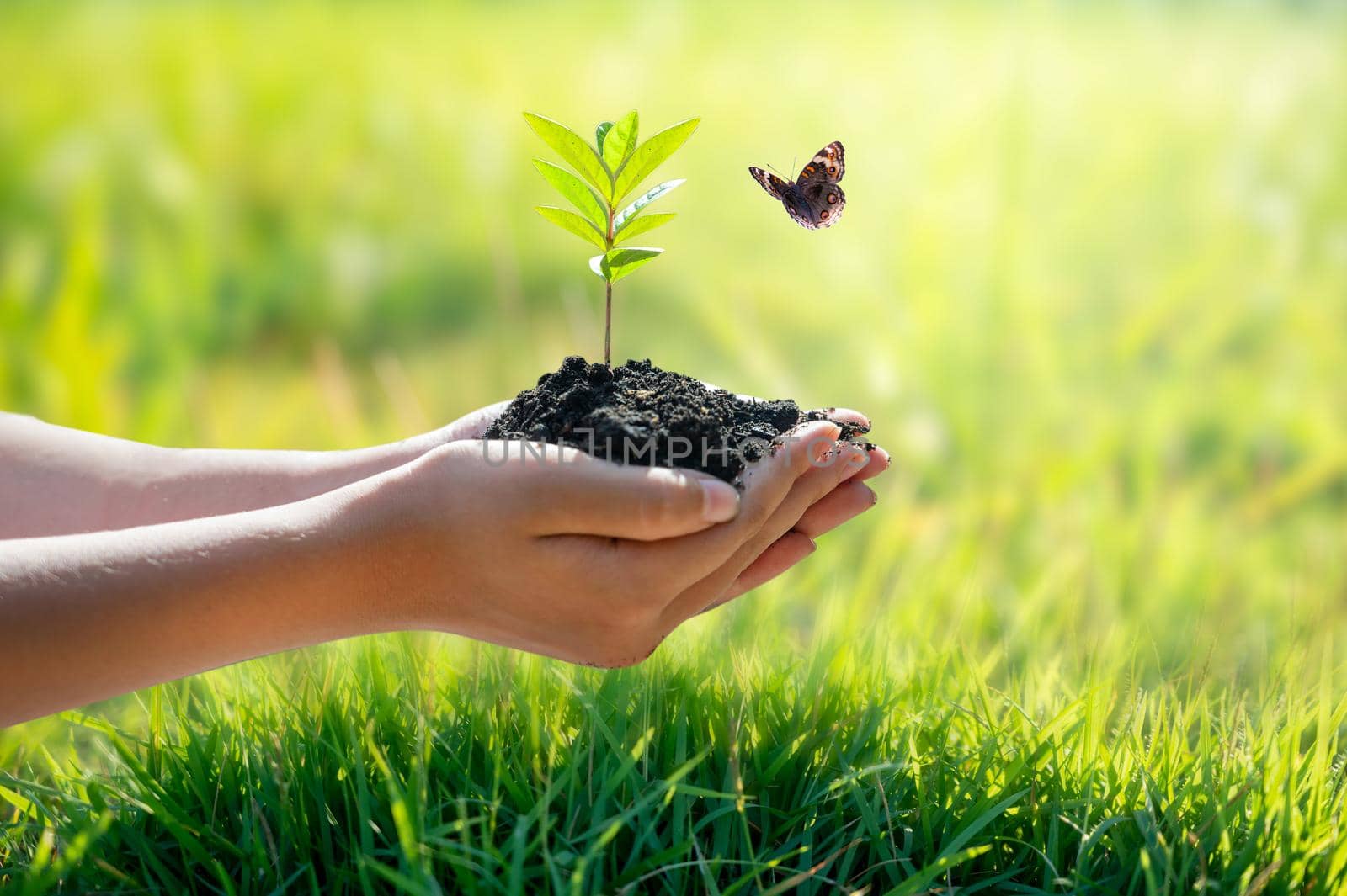 environment Earth Day In the hands of trees growing seedlings. Bokeh green Background Female hand holding tree on nature field grass Forest conservation concept