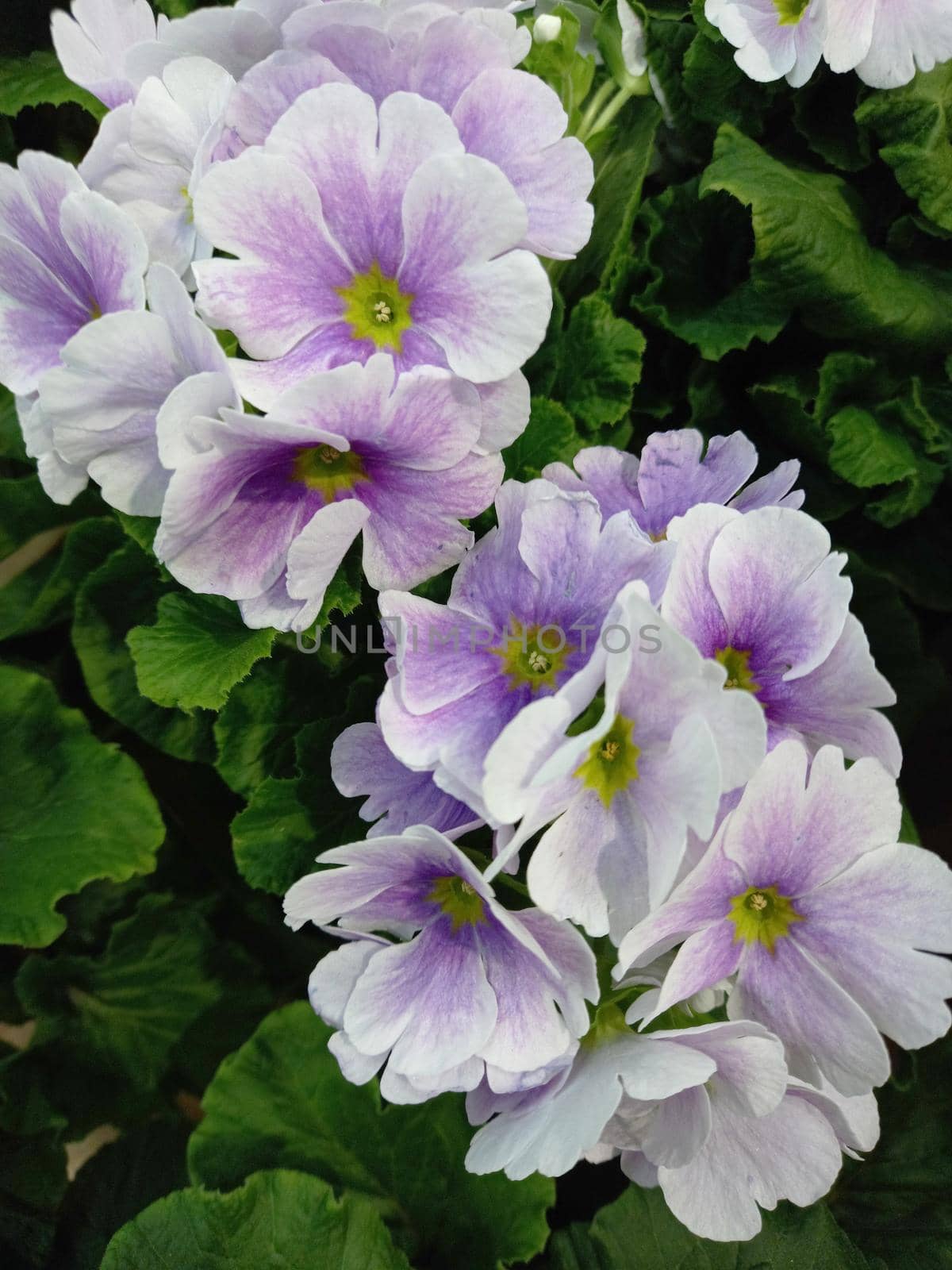 Plants. Live lilac flowers with green leaves. High quality photo