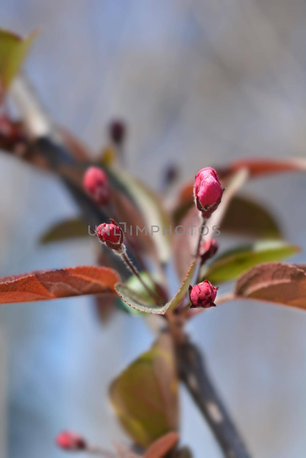 Crabapple Eleyi flower buds - Latin name - Malus x purpurea Eleyi