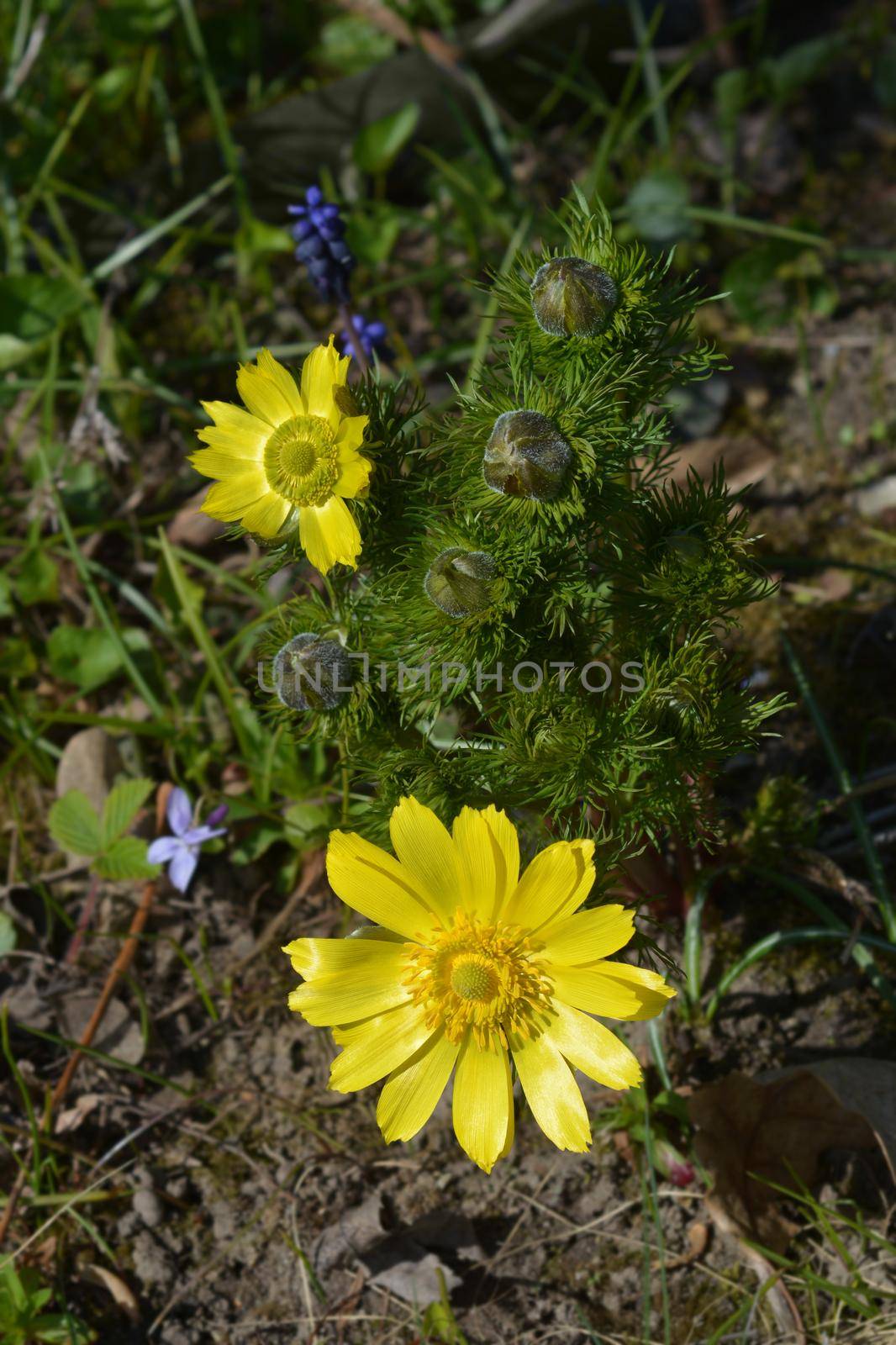 Yellow pheasants eye - Latin name - Adonis vernalis