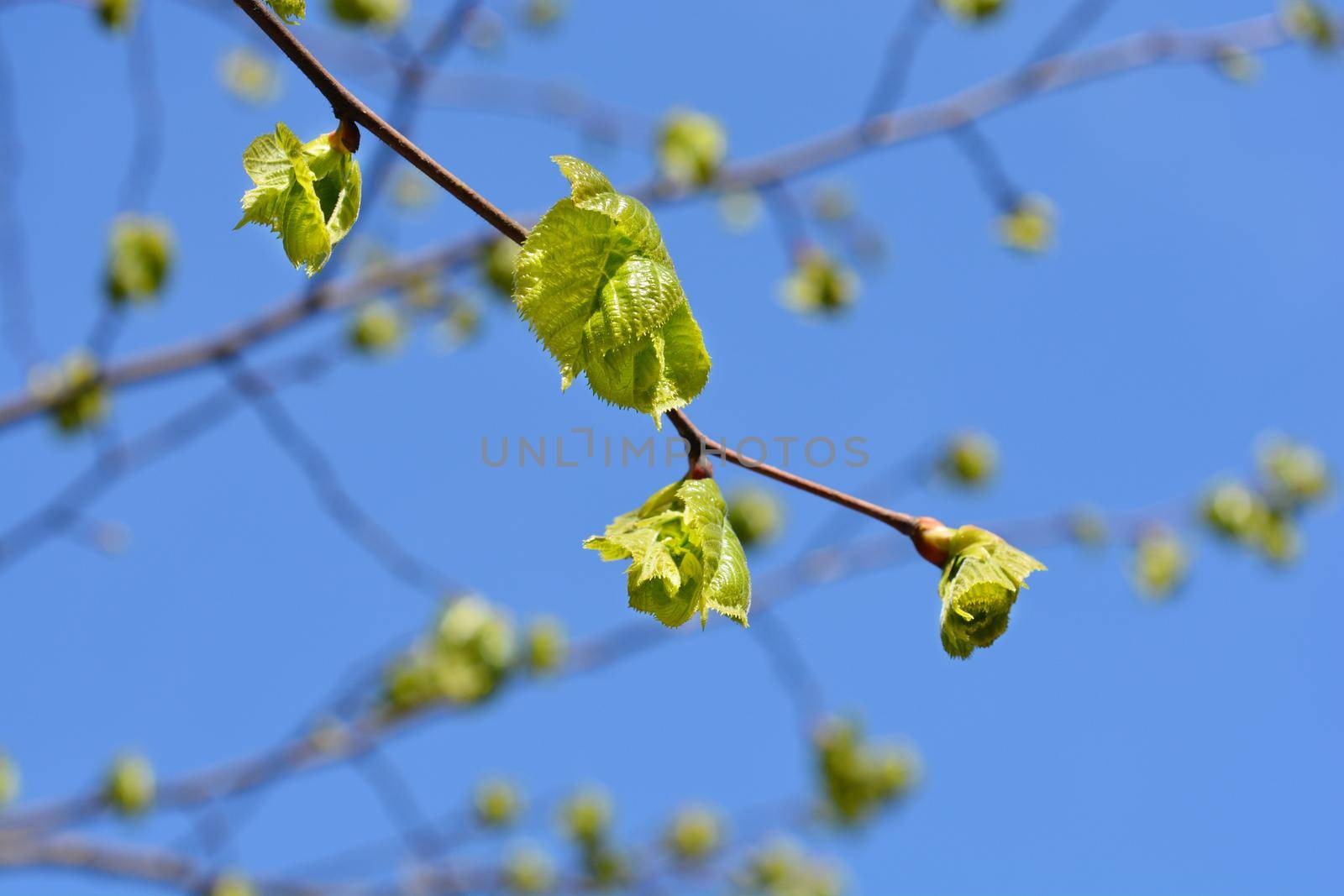 Broad-leaved lime branch with new leaves - Latin name - Tilia platyphyllos