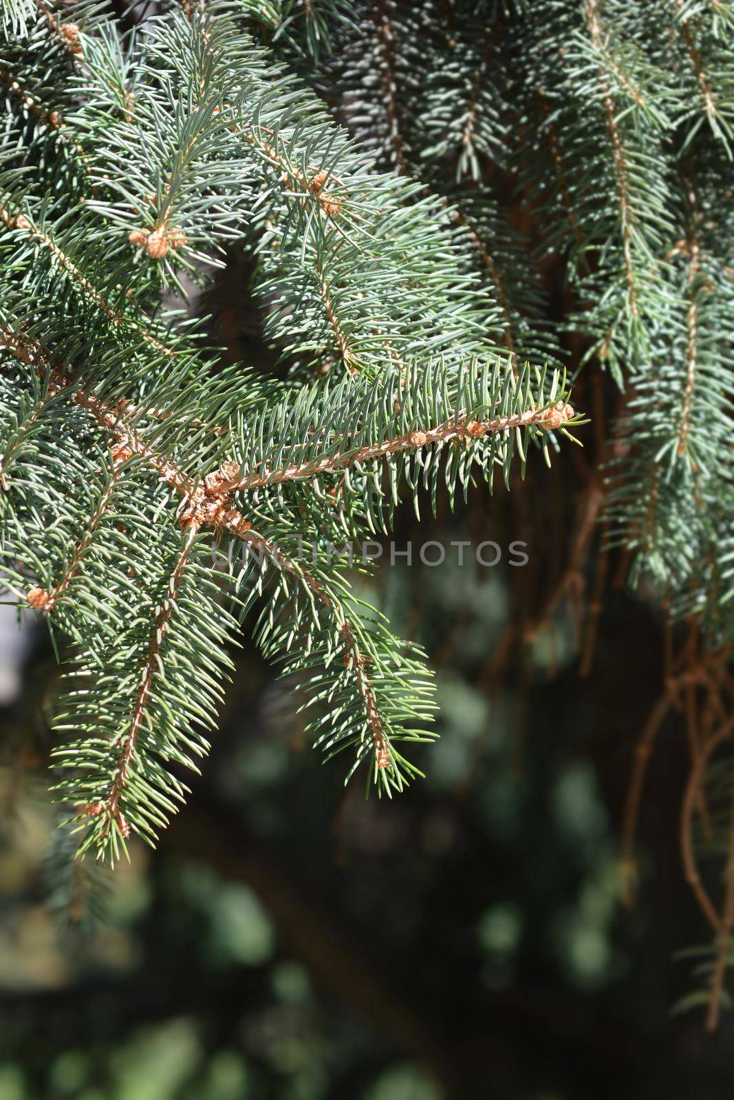 Colorado blue spruce - Latin name - Picea pungens