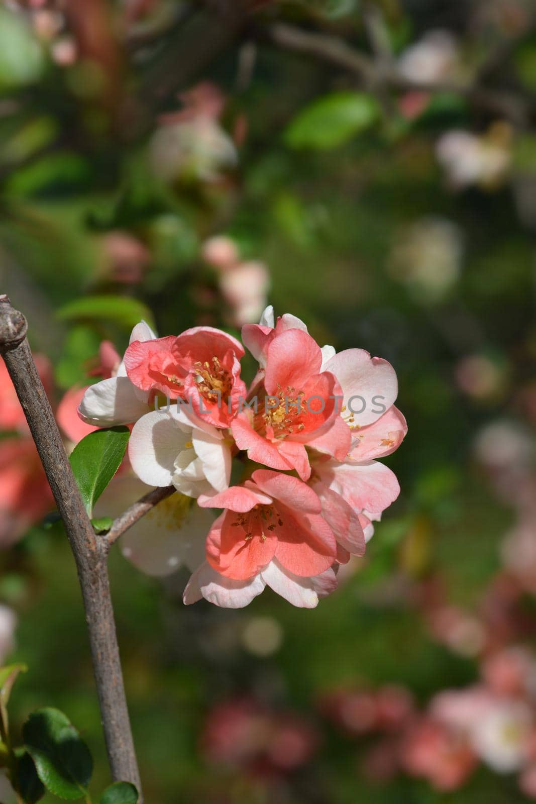 Japanese Flowering Quince Alba by nahhan
