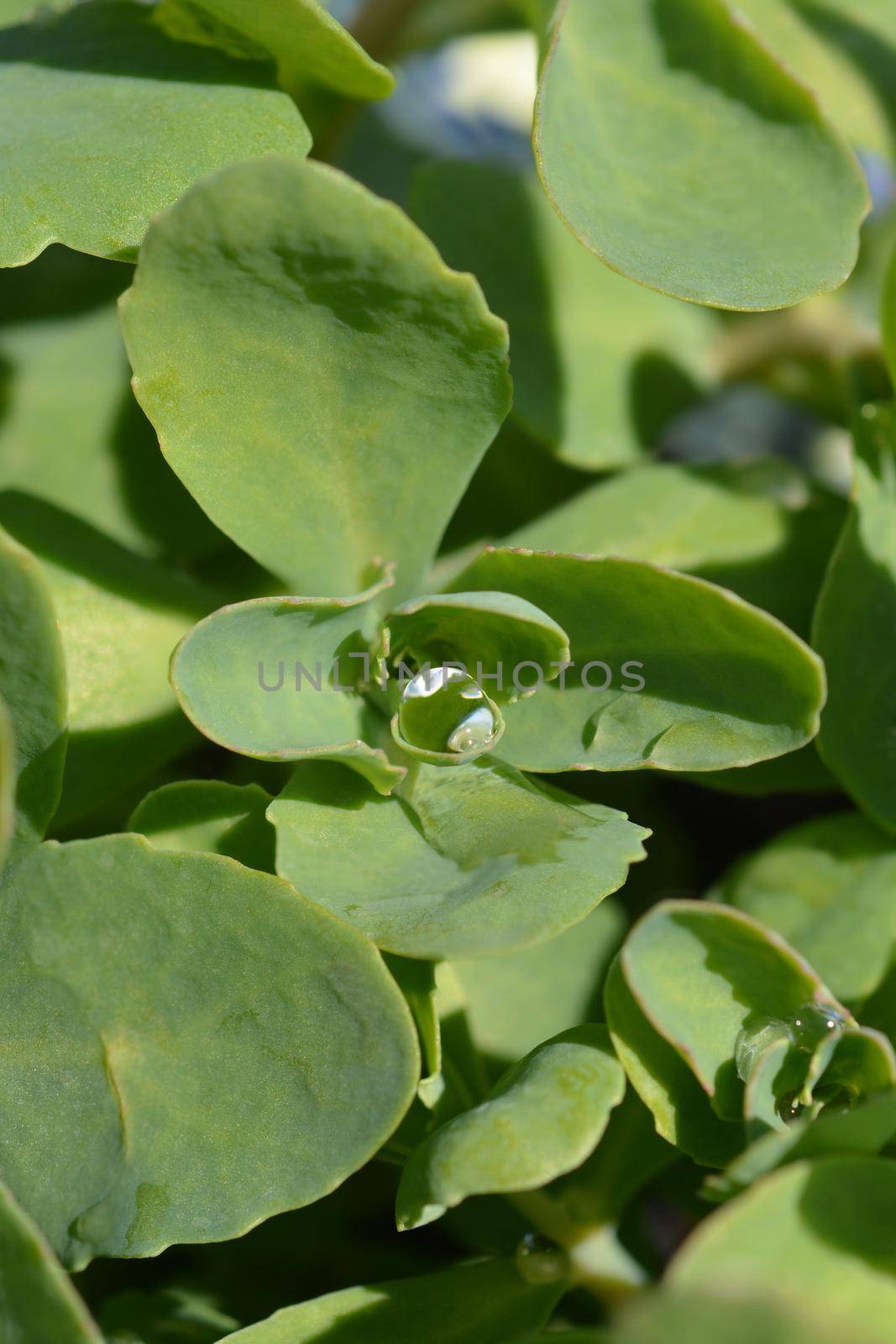 Butterfly stonecrop leaves - Latin name - Hylotelephium spectabile (Sedum spectabile)