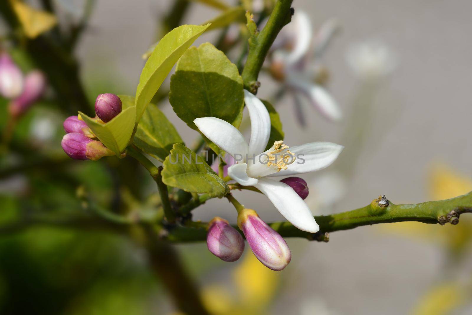 Sweet orange flowers - Latin name - Citrus sinensis