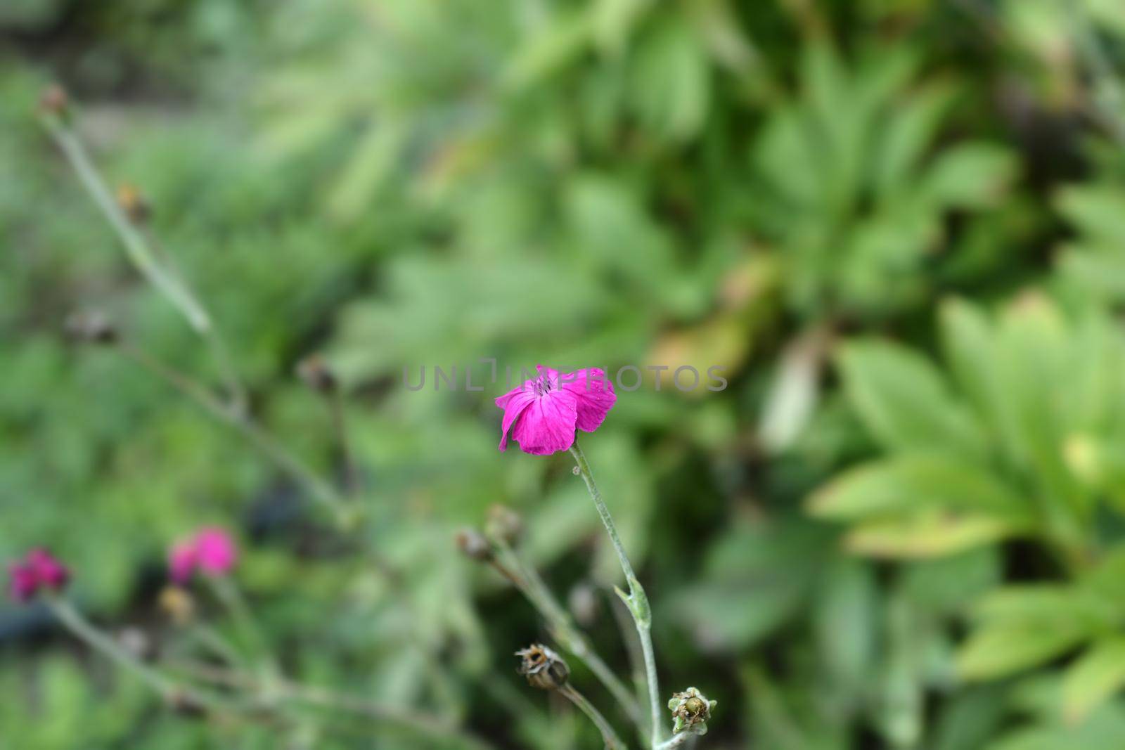 Rose campion flower - Latin name - Silene coronaria (Lychnis coronaria)