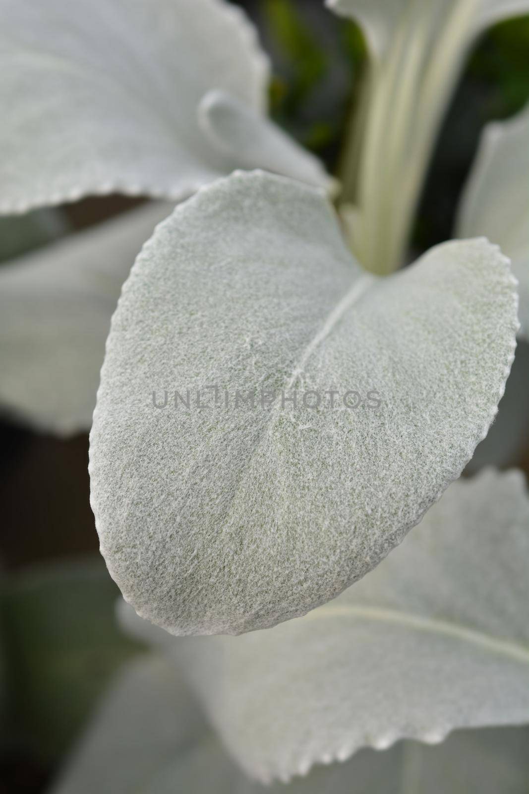 Shining-white ragwort Angel Wings by nahhan