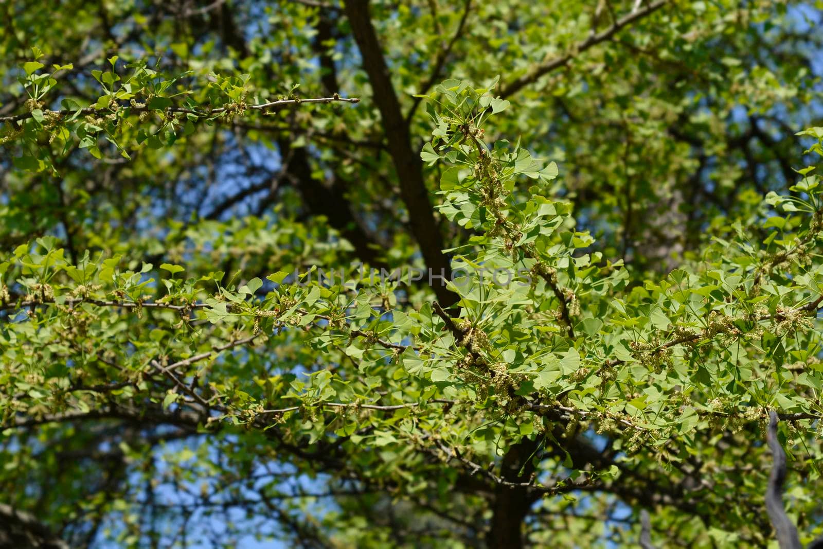 Ginkgo tree - Latin name - Ginkgo biloba
