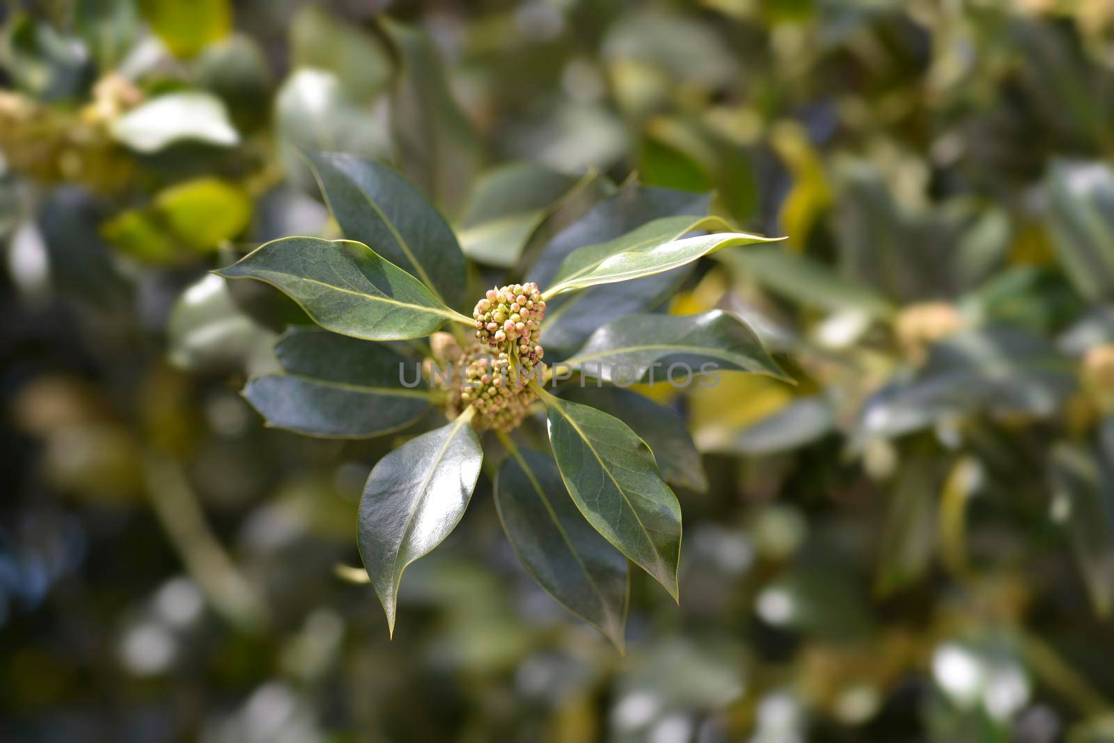 Common Holly branch - Latin name - Ilex aquifolium