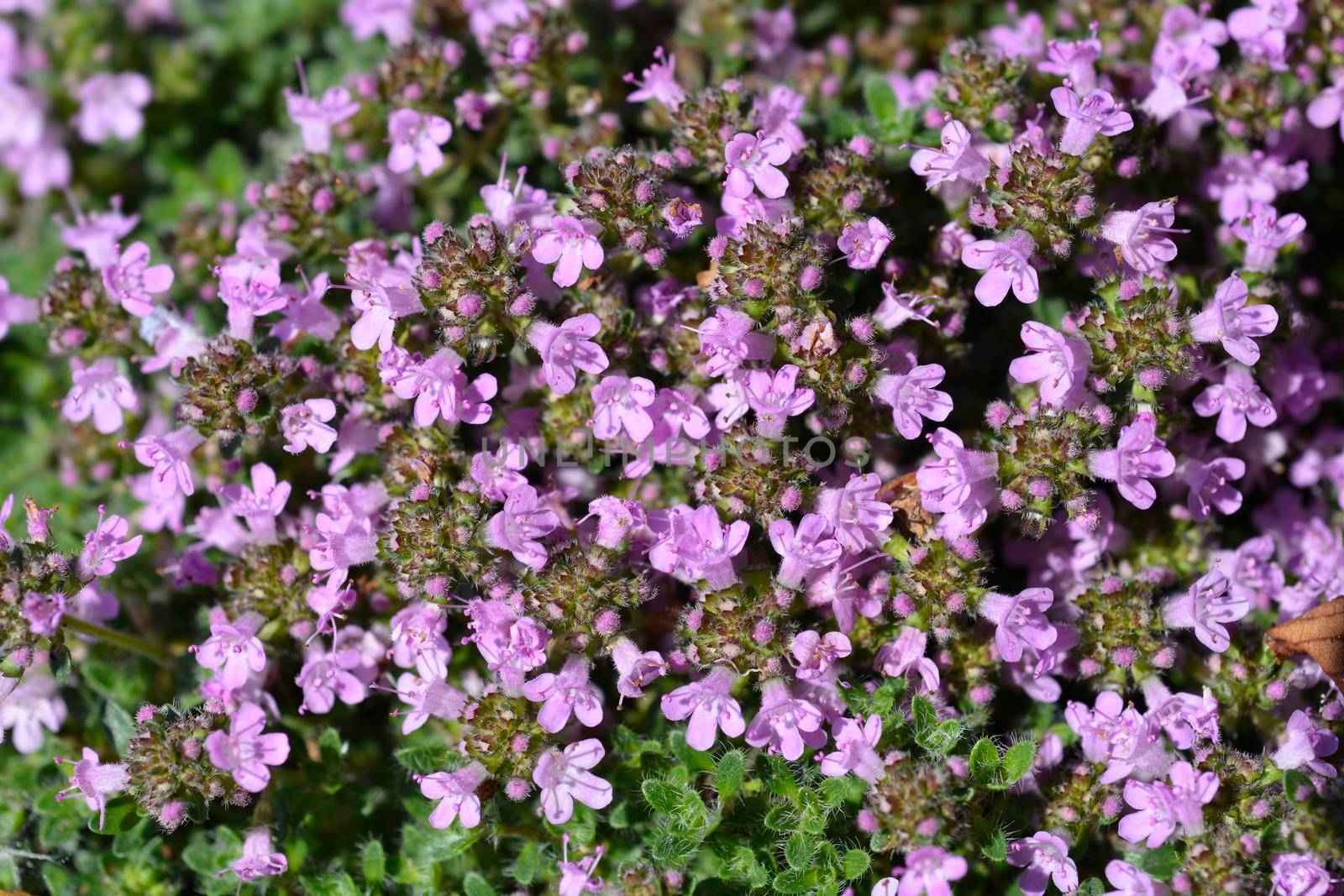 Wild thyme - Latin name - Thymus polytrichus