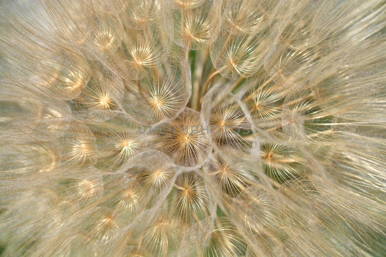 Common salsify seed head detail - Latin name - Tragopogon porrifolius