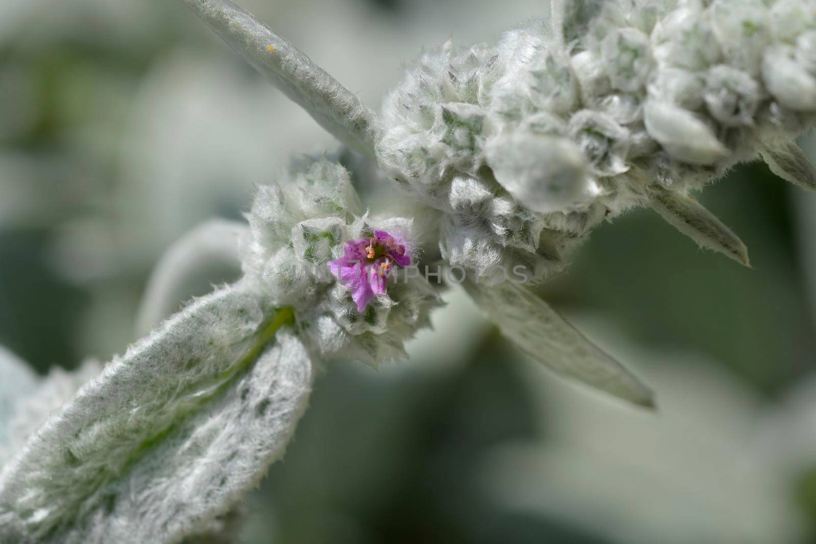 Lambs ears Silver Carpet by nahhan