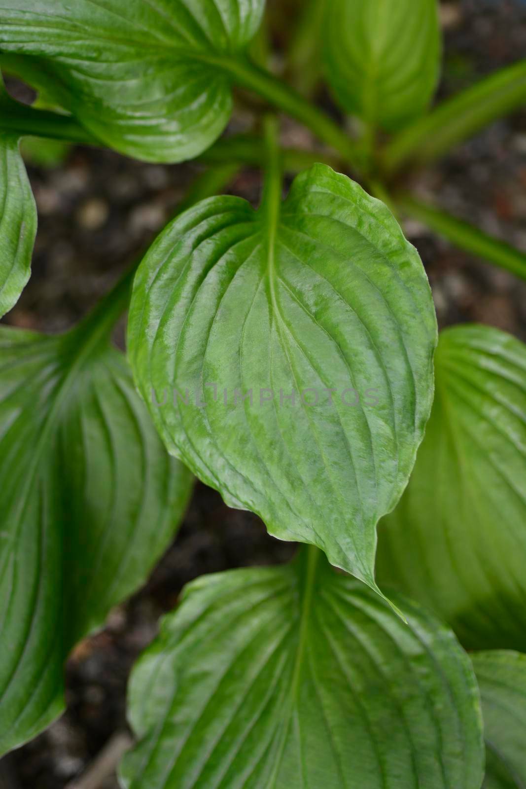 Mountain hosta by nahhan