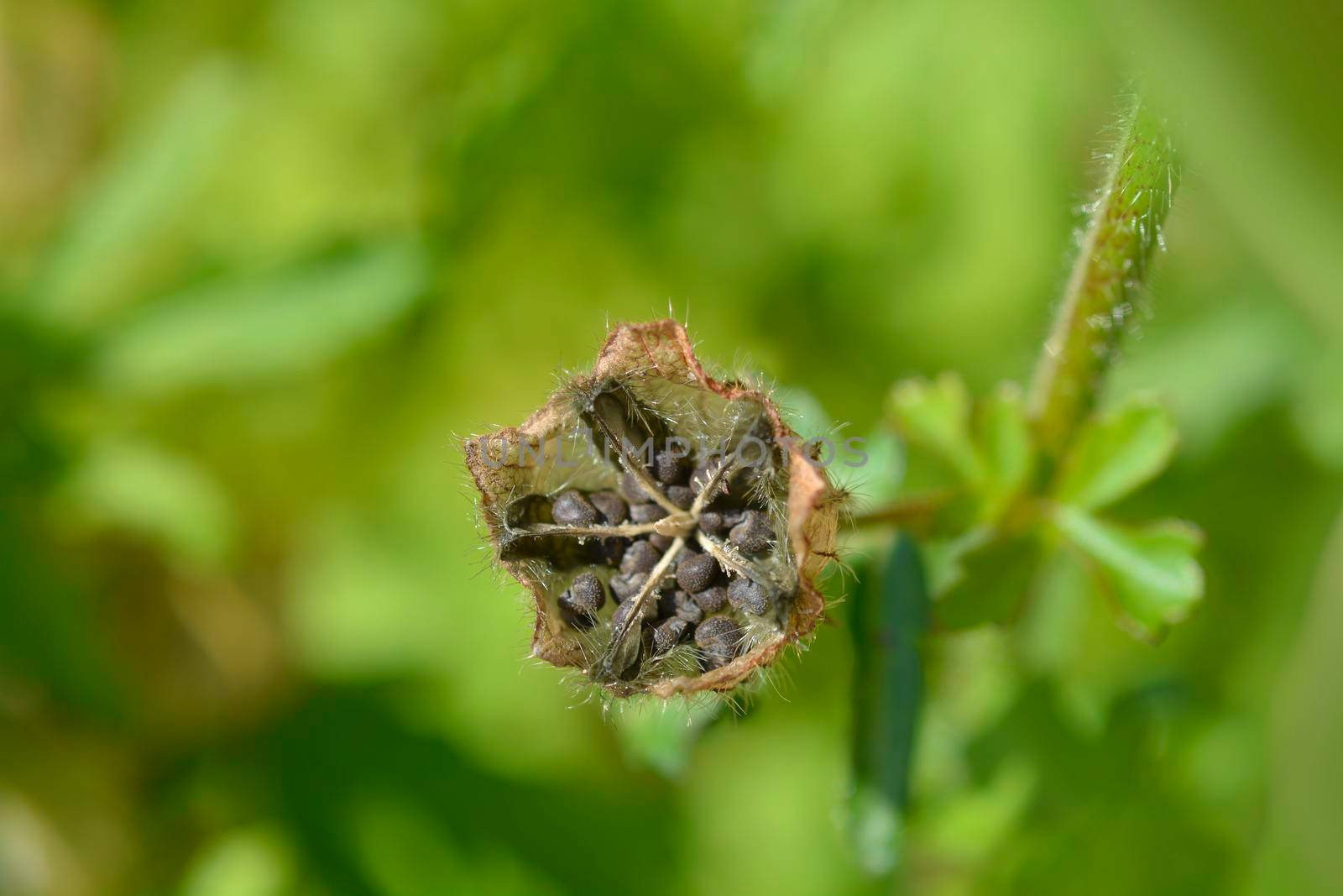 Flower-of-an-hour seed pod - Latin name - Hibiscus trionum