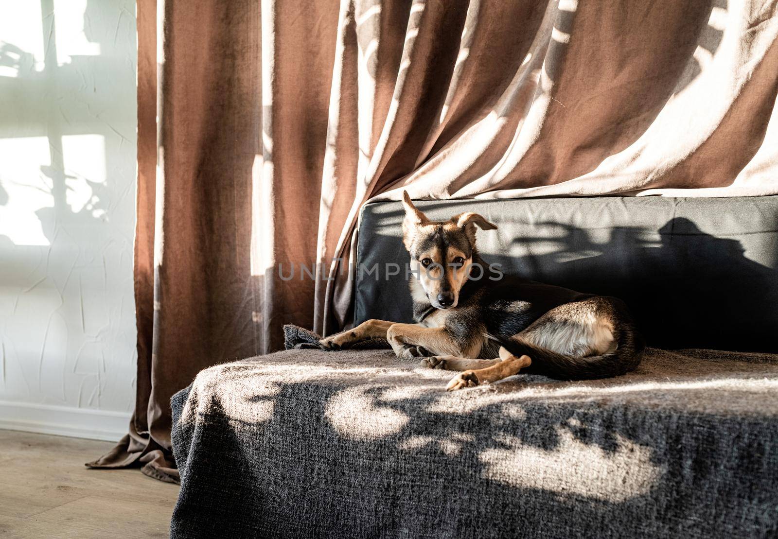 Cute mixed breed dog sleeping on a couch, hard leaf shadows on the curtain. Living room. Brown and gray colors