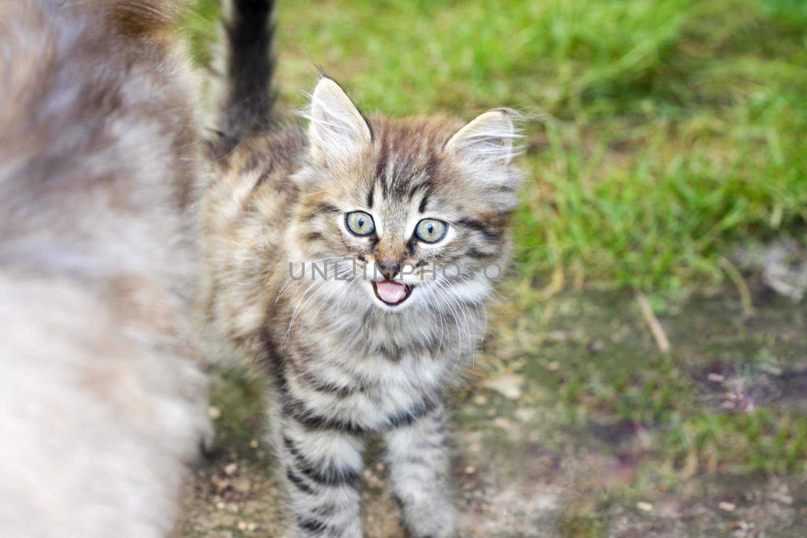A small gray kitten in nature in the grass. Portrait of a kitten. Domestic animals 
