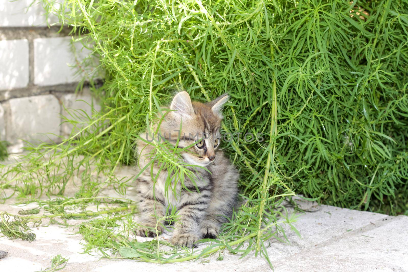 A small gray kitten in nature in the grass. Portrait of a kitten.  by Alina_Lebed