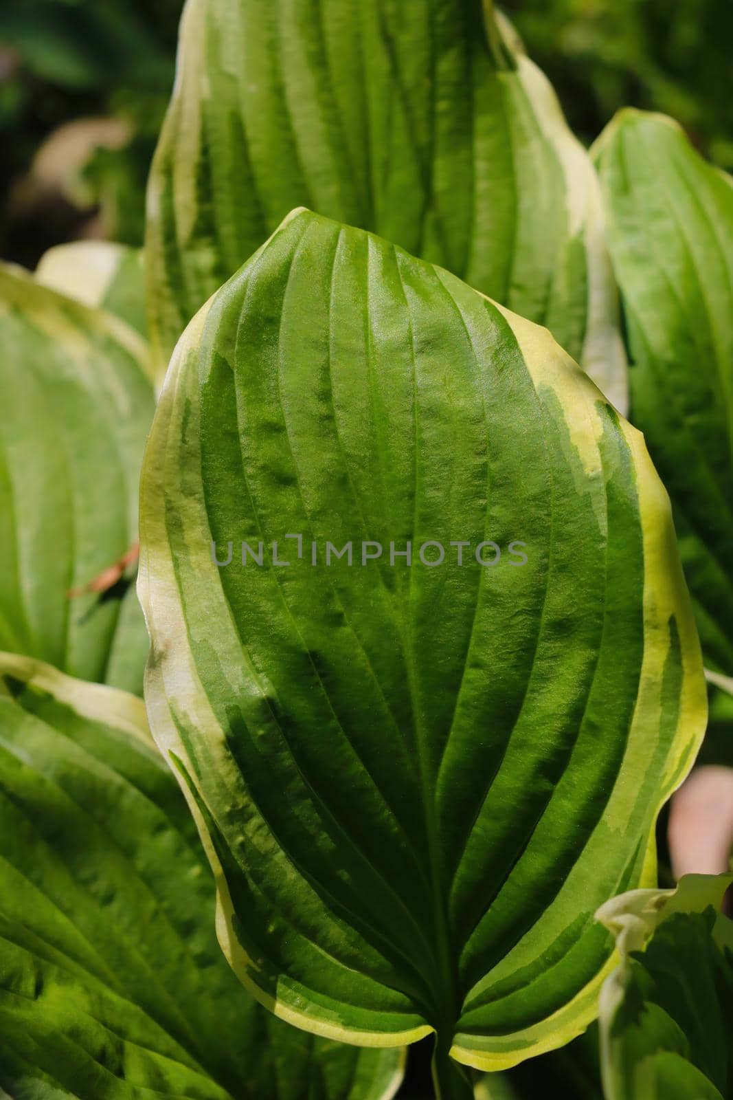 Green young leaves of tropical plants. Background