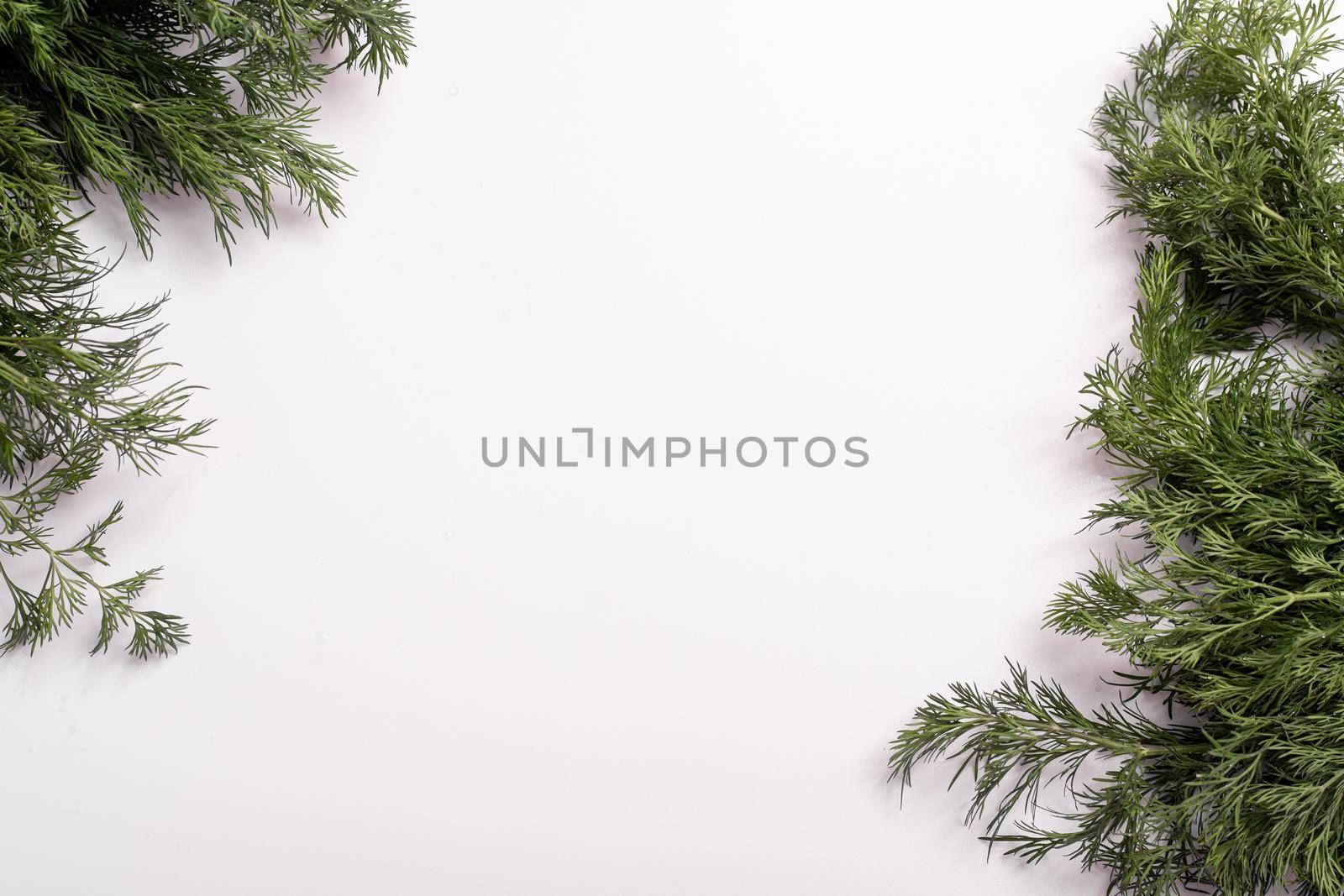 Dill on a white background. In the center is a place for the inscription.