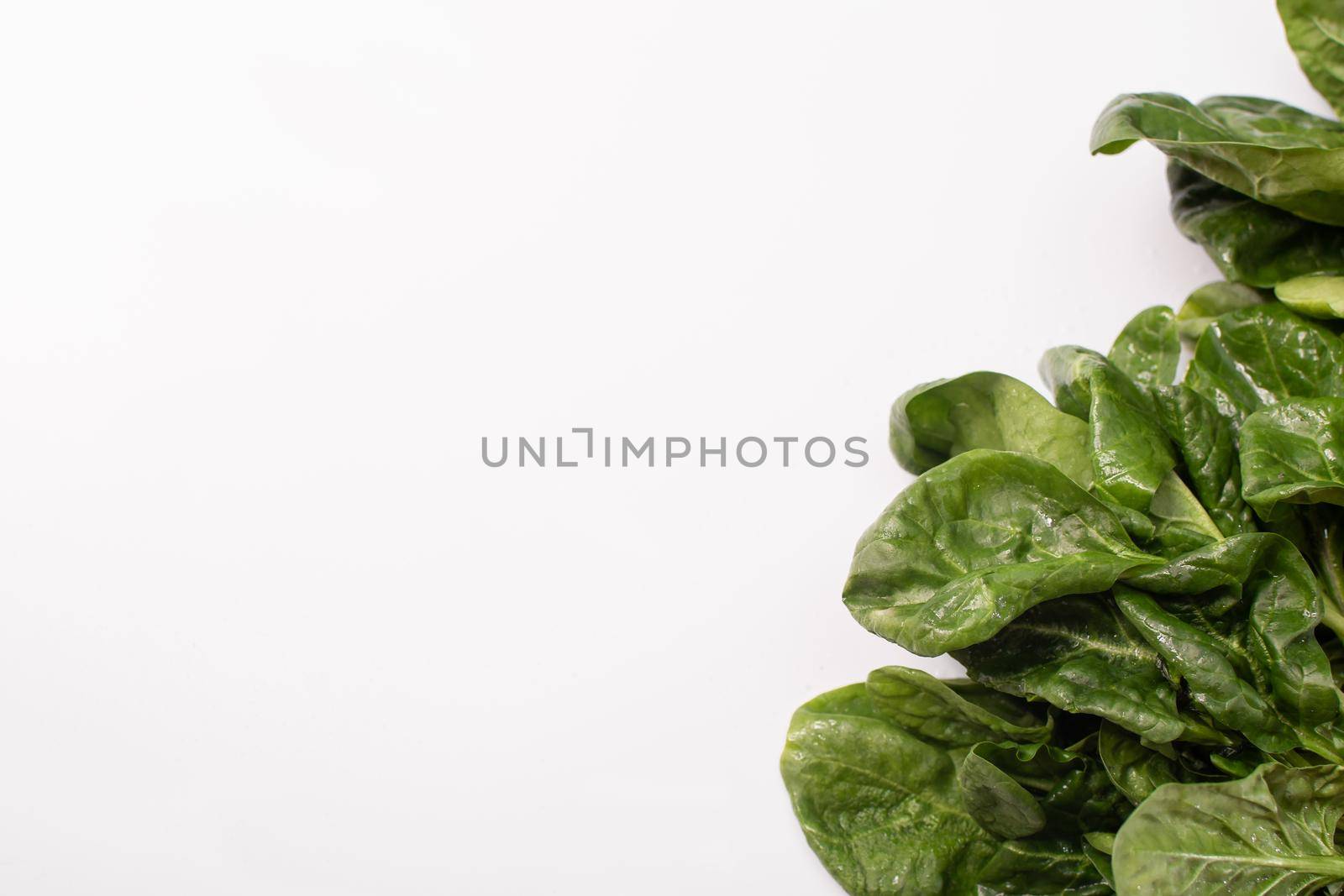 Fresh green spinach. Close-up. empty space for writing by ja-aljona